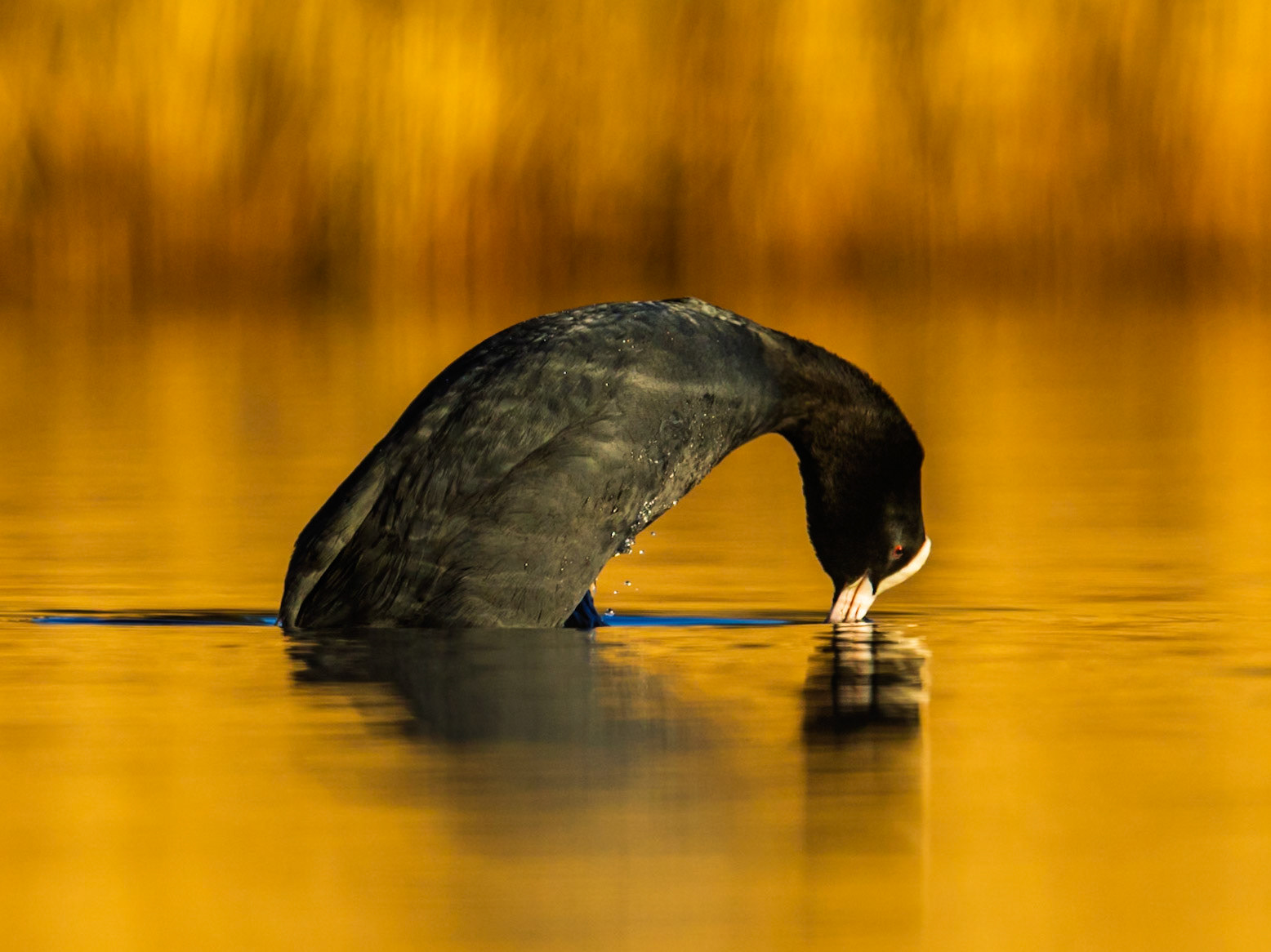 Eurasian Coot