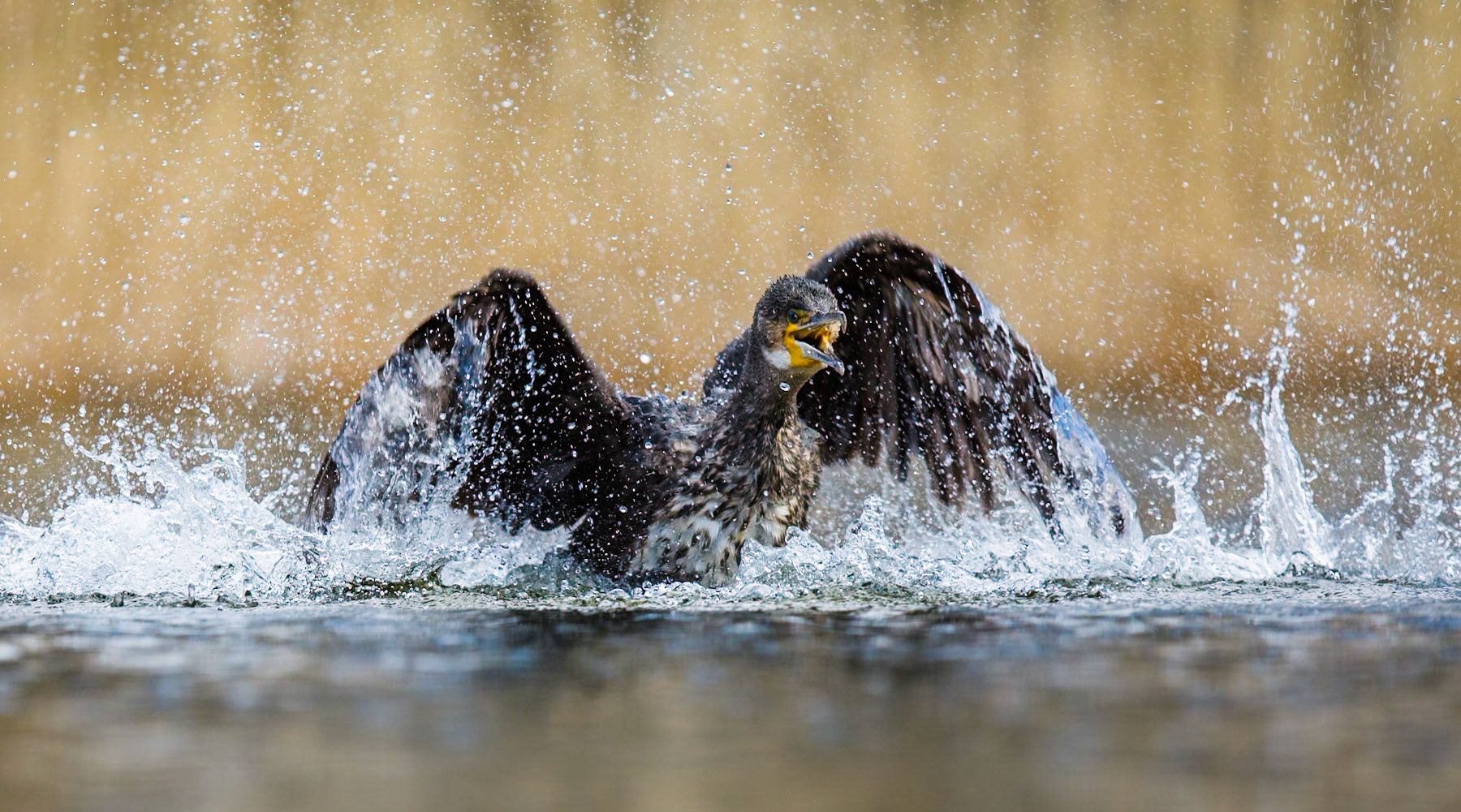 Great Cormorant