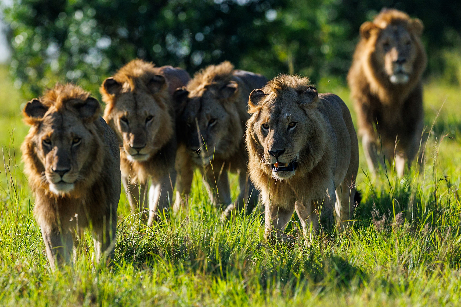 Lions in Masai Mara 2026
