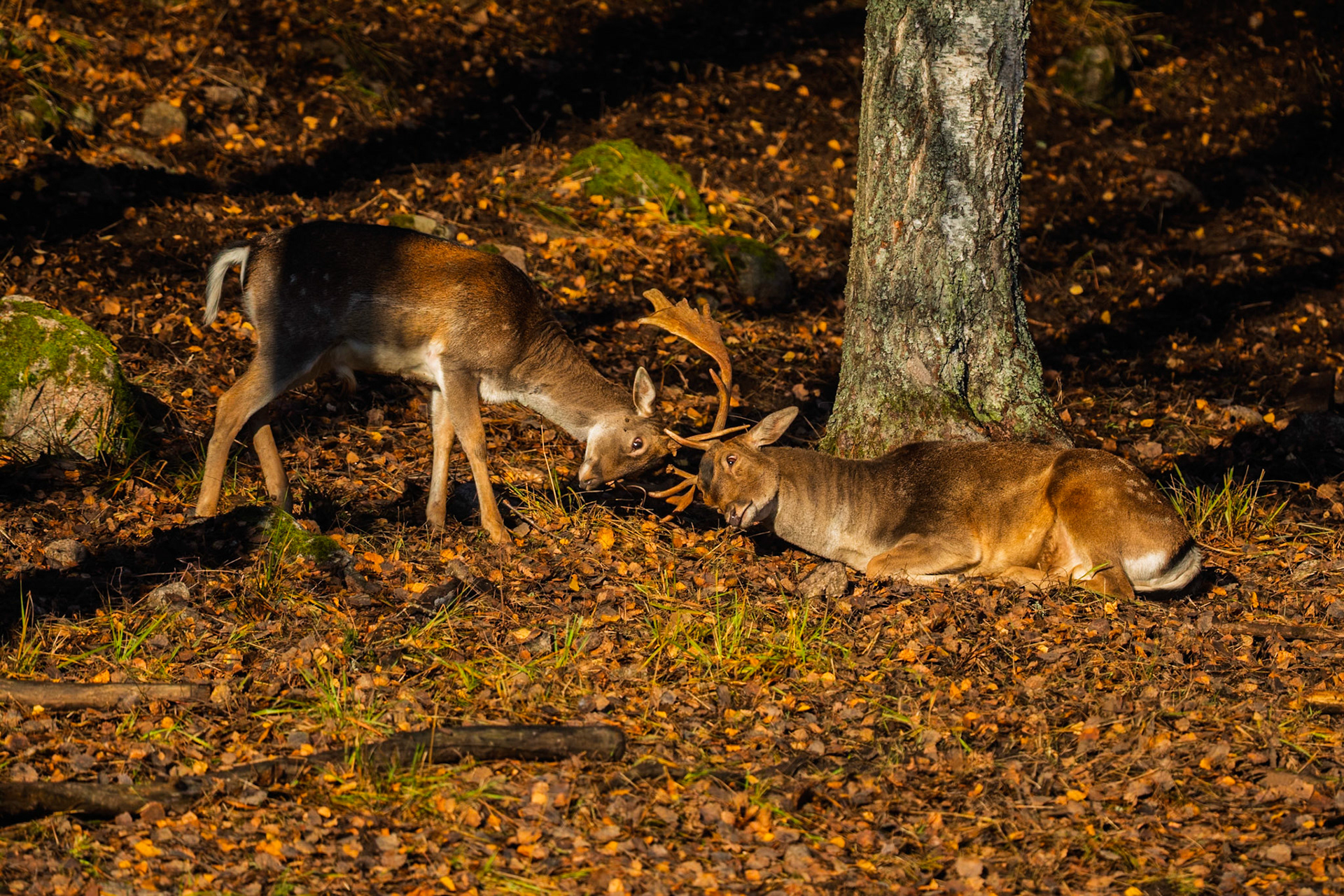 Fallow Deer