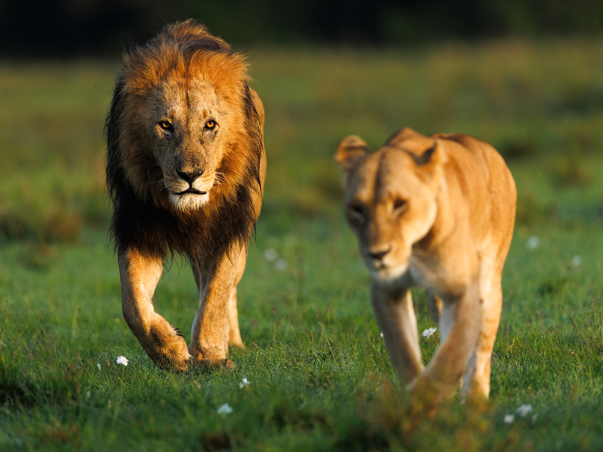 Lions in Masai Mara 2026