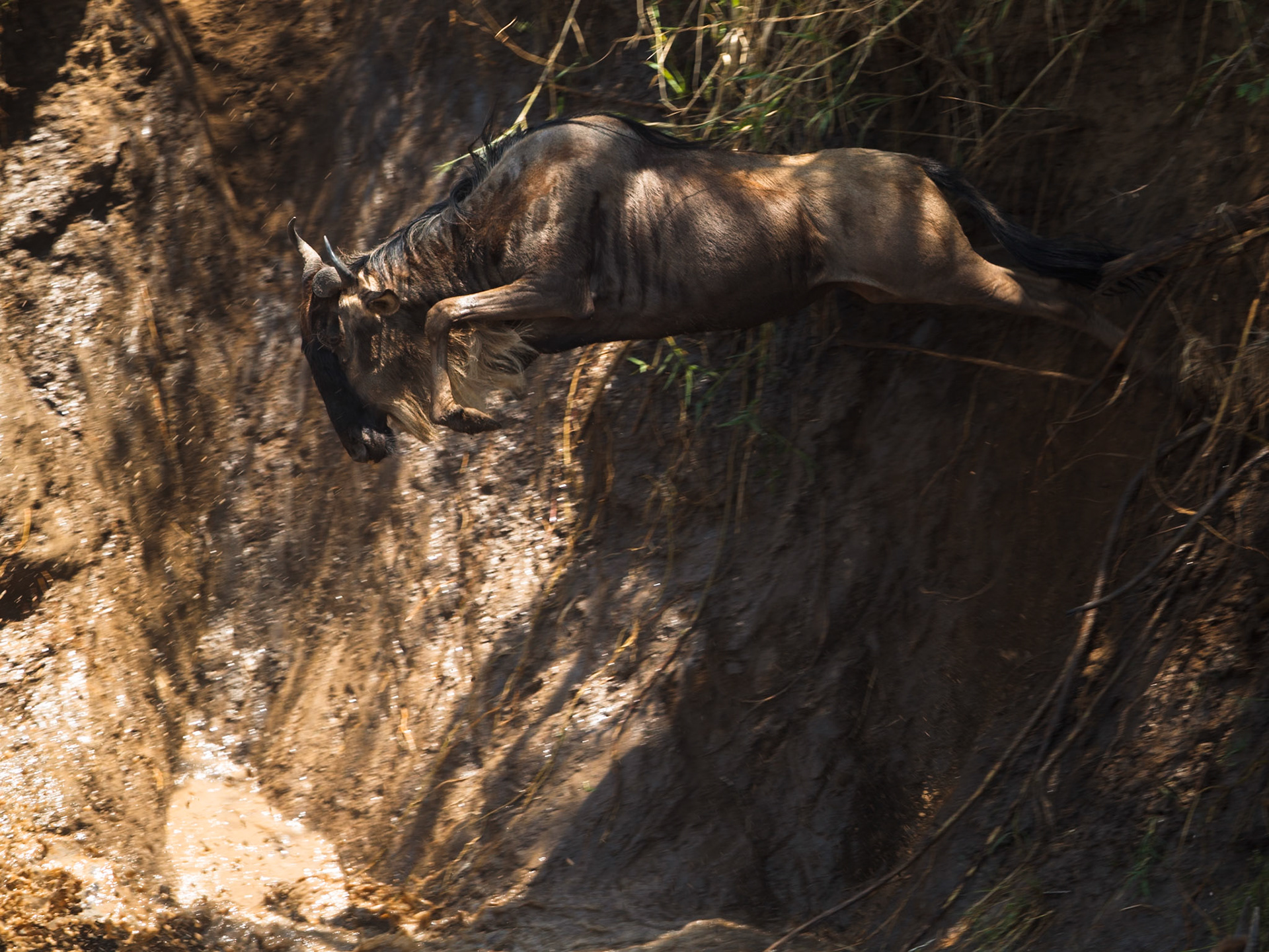 White-Bearded Wildebeest in Masai Mara 2014