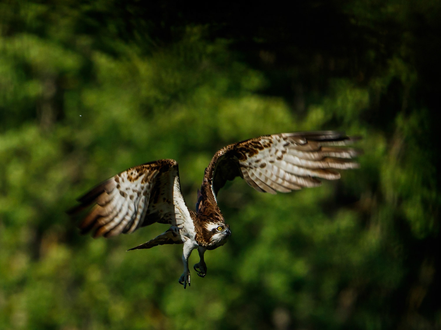 Osprey