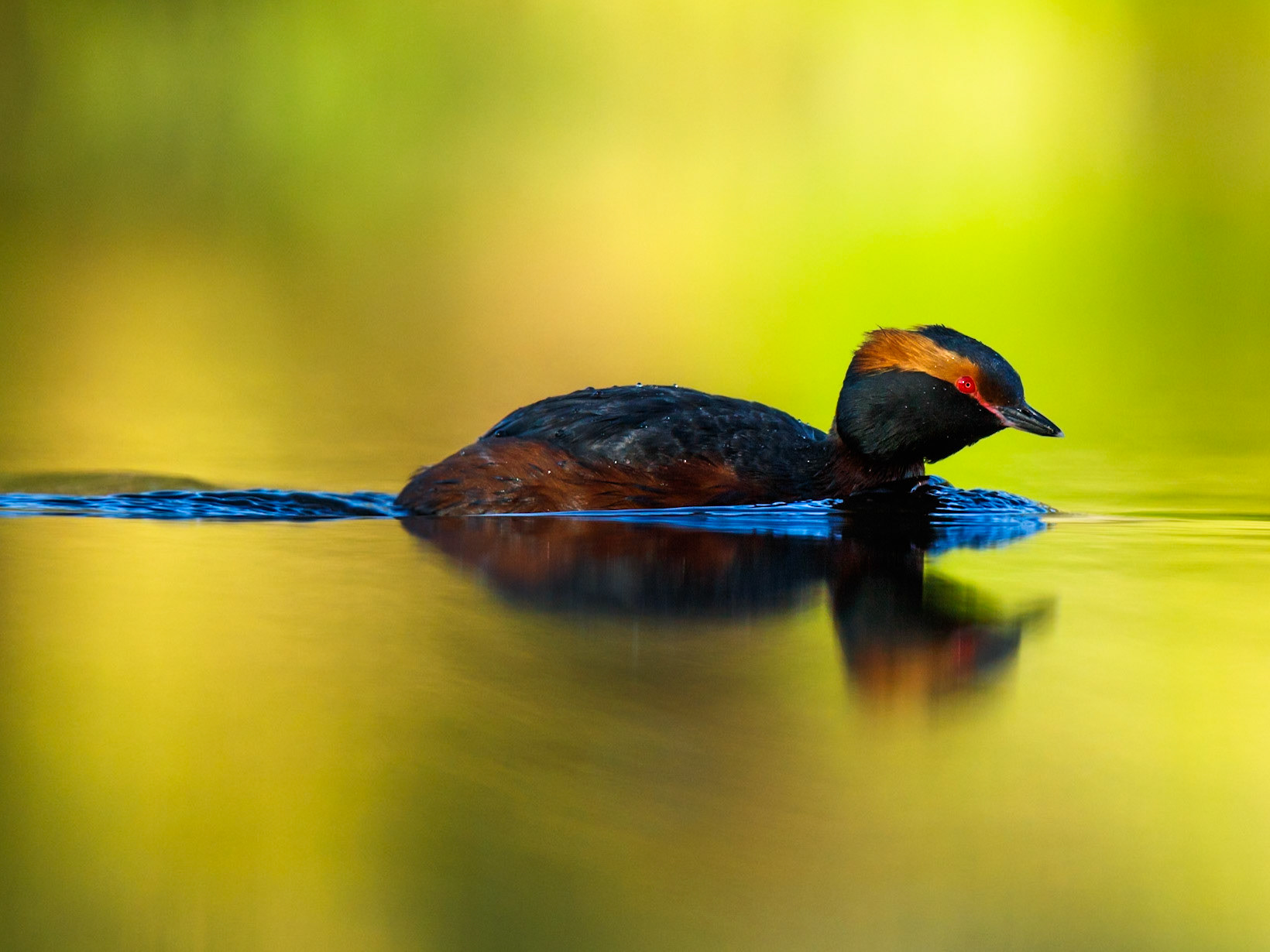Slavonian Grebe