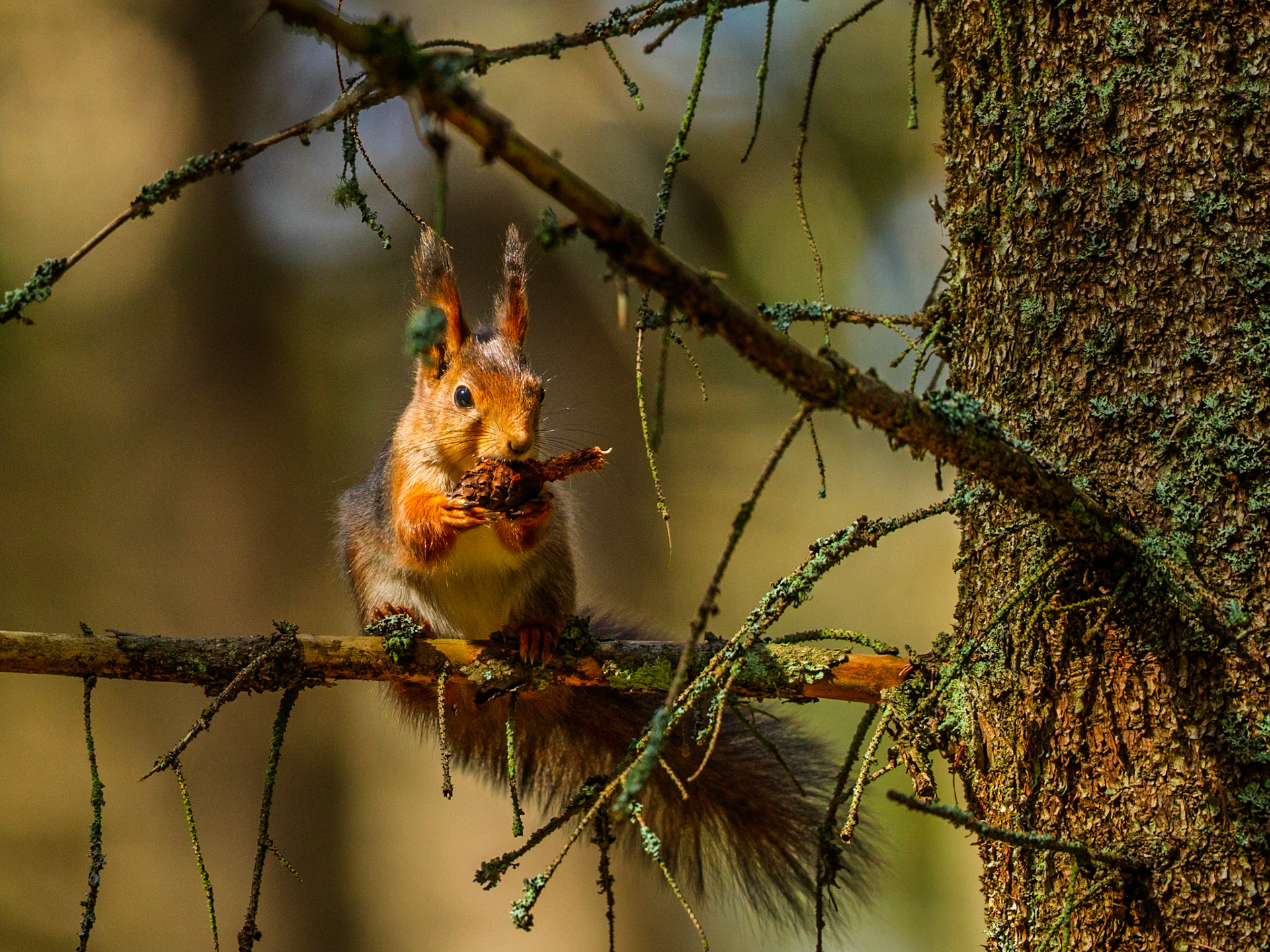 Squirrel