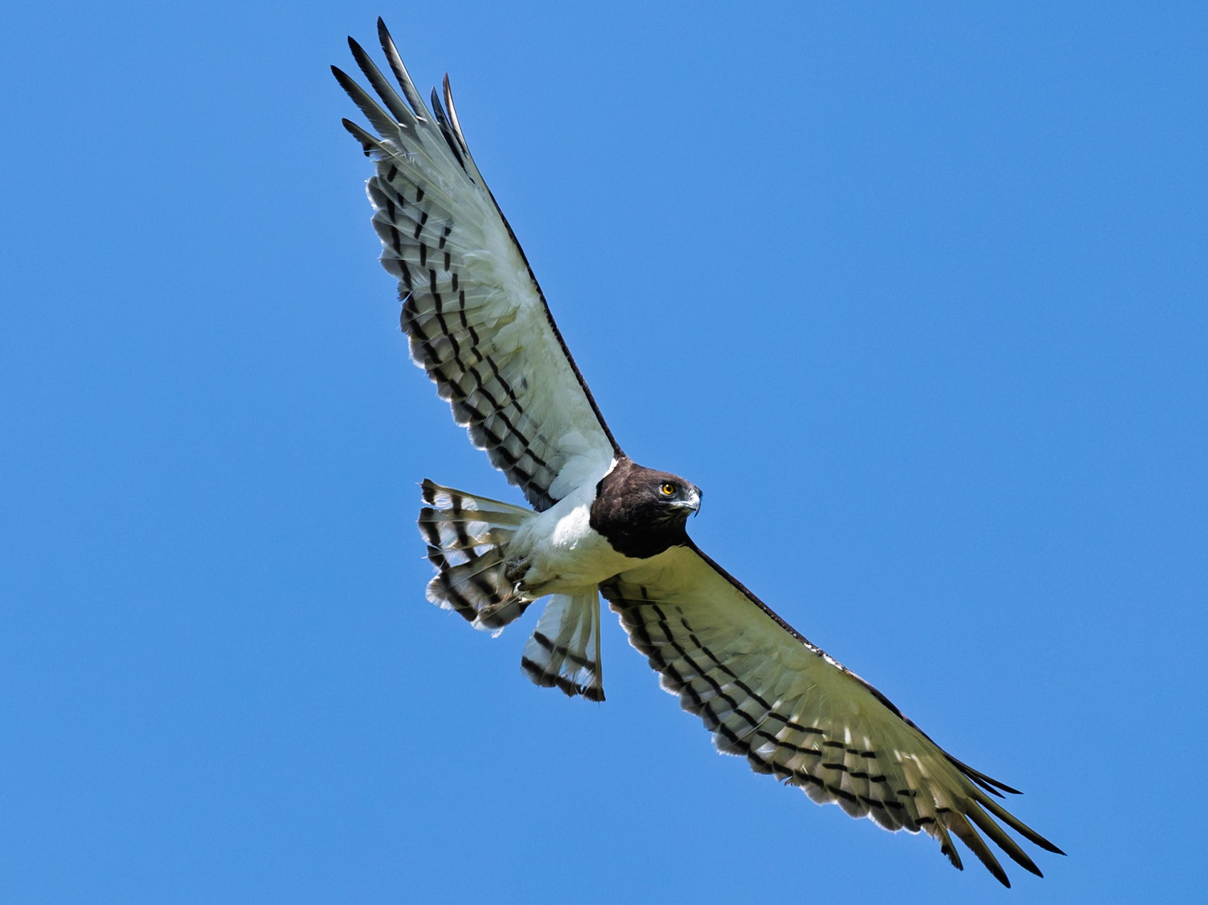 Black-breasted snake-eagle in Masai Mara 2026