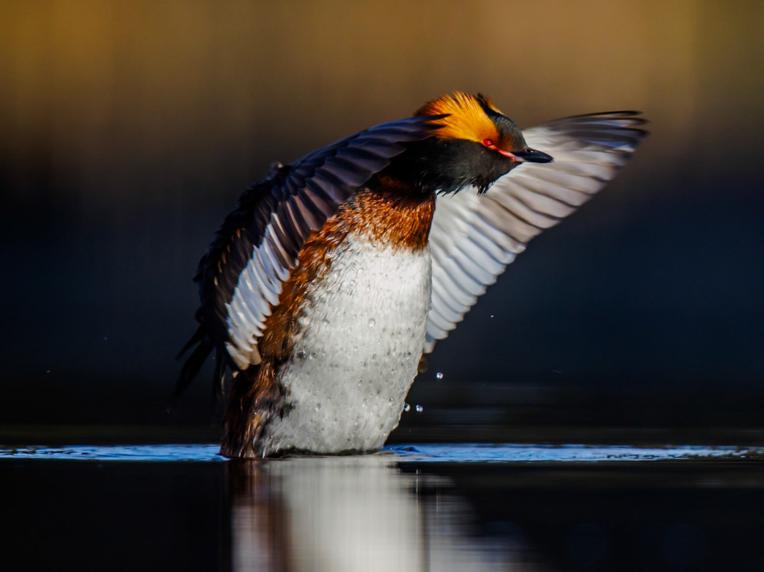 Slavonian Grebe