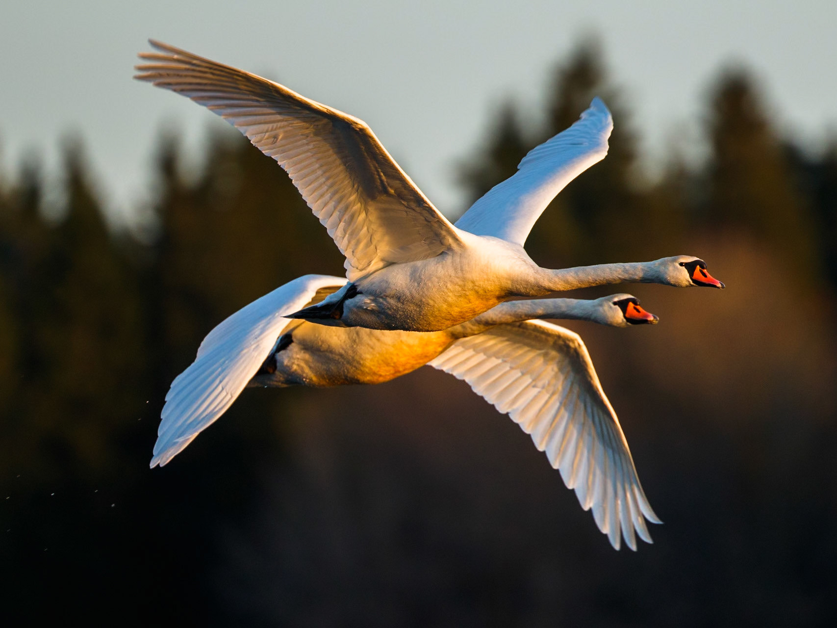 Mute Swan