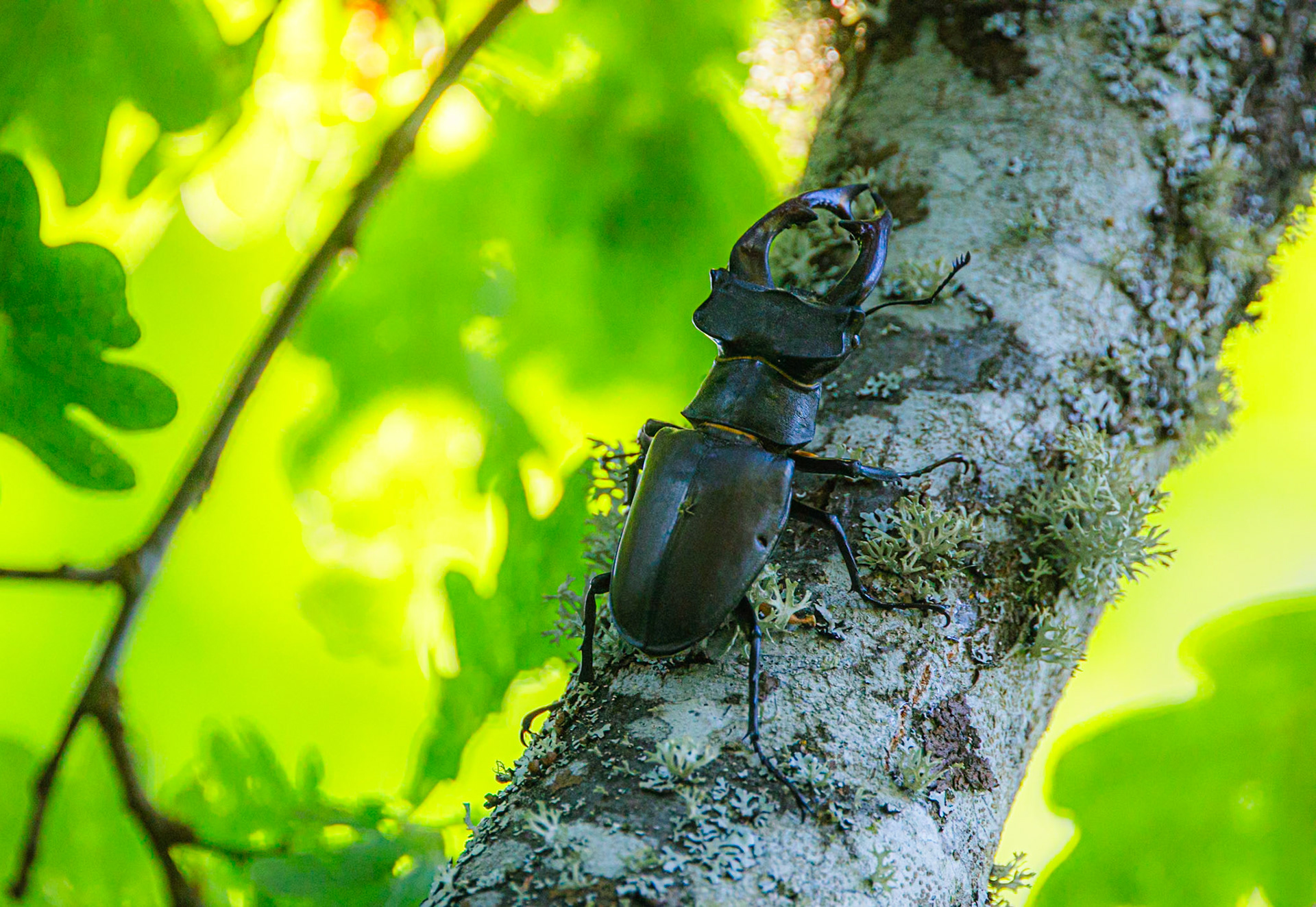 Stag Beetle