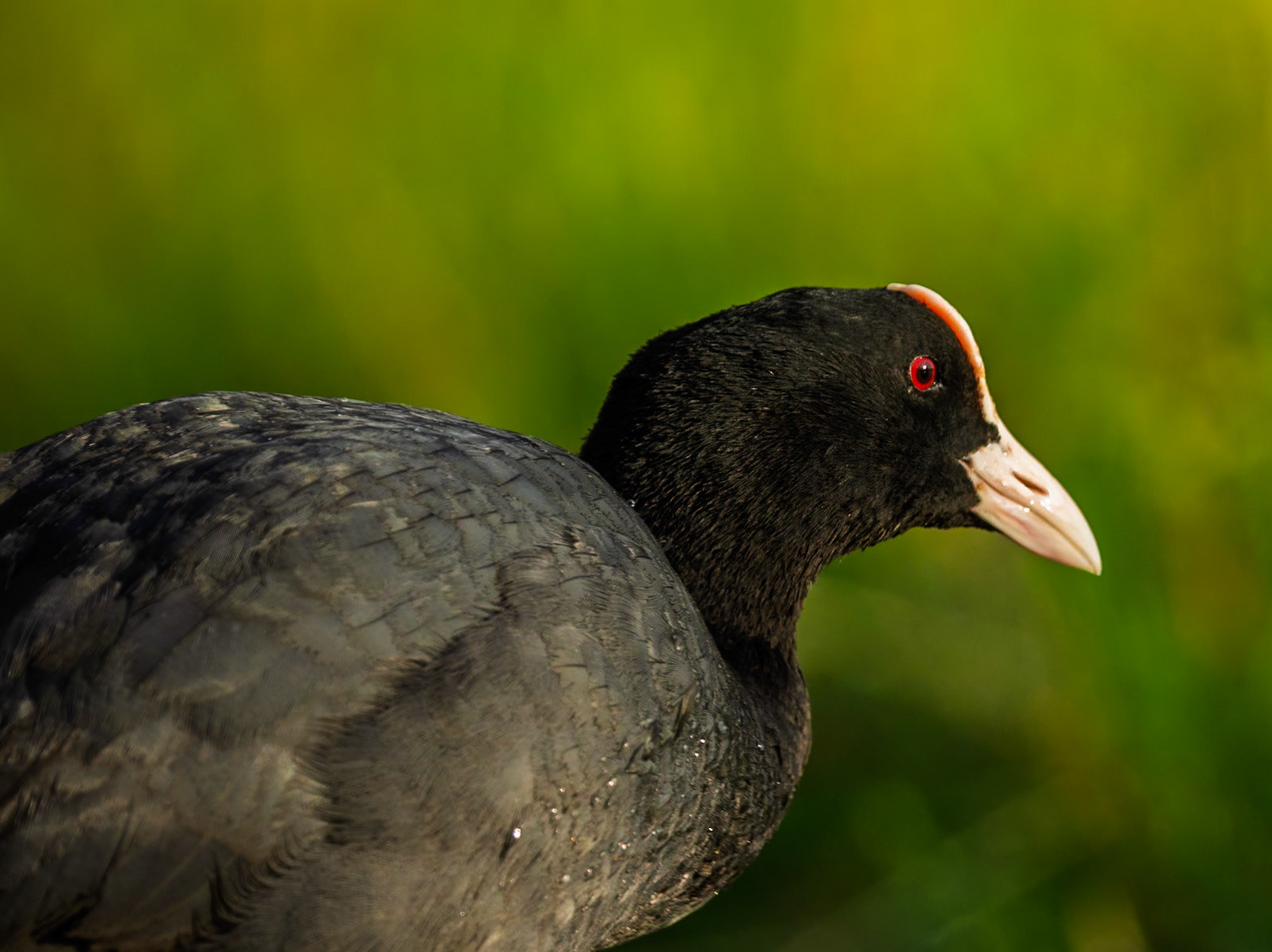 Eurasian Coot