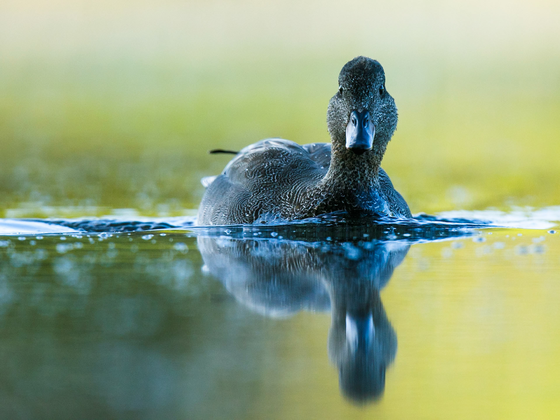 Gadwall