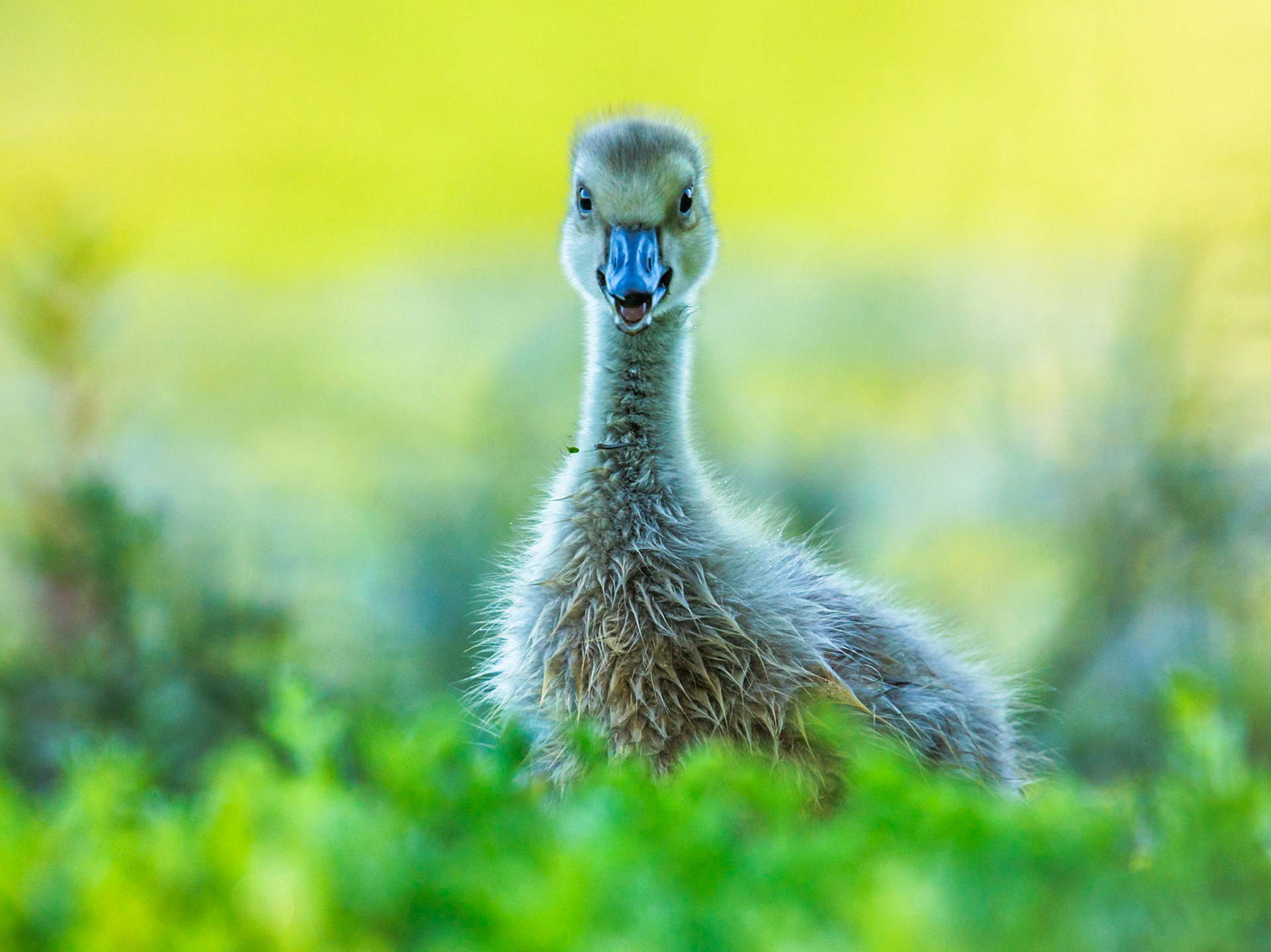 Greylag Goose