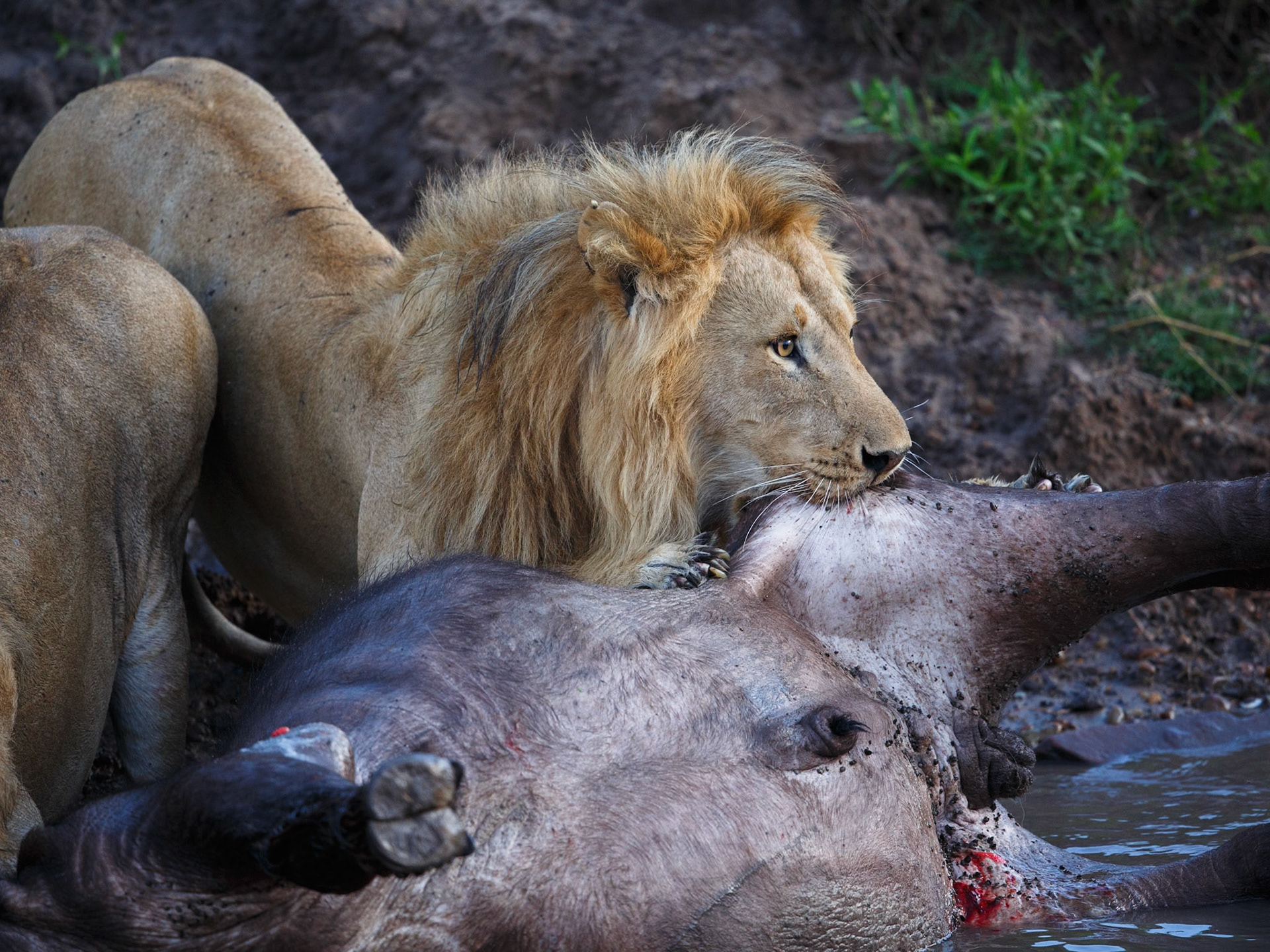 Lion in Masai Mara 2014