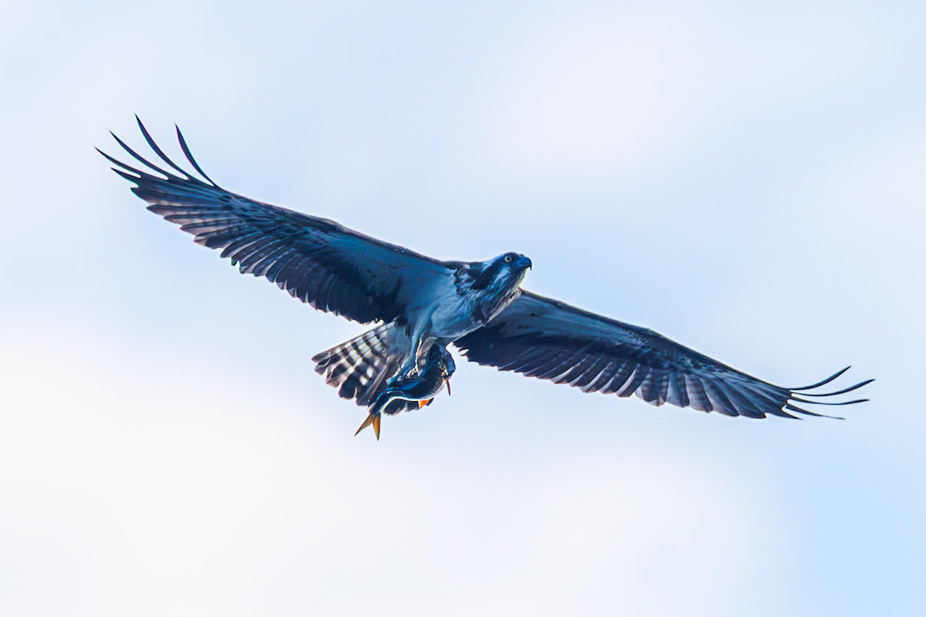 Osprey