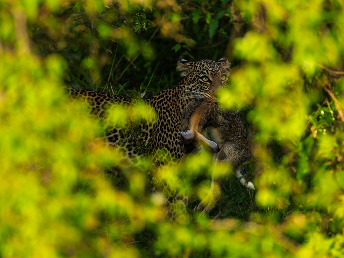 Leopard in Masai Mara 2026