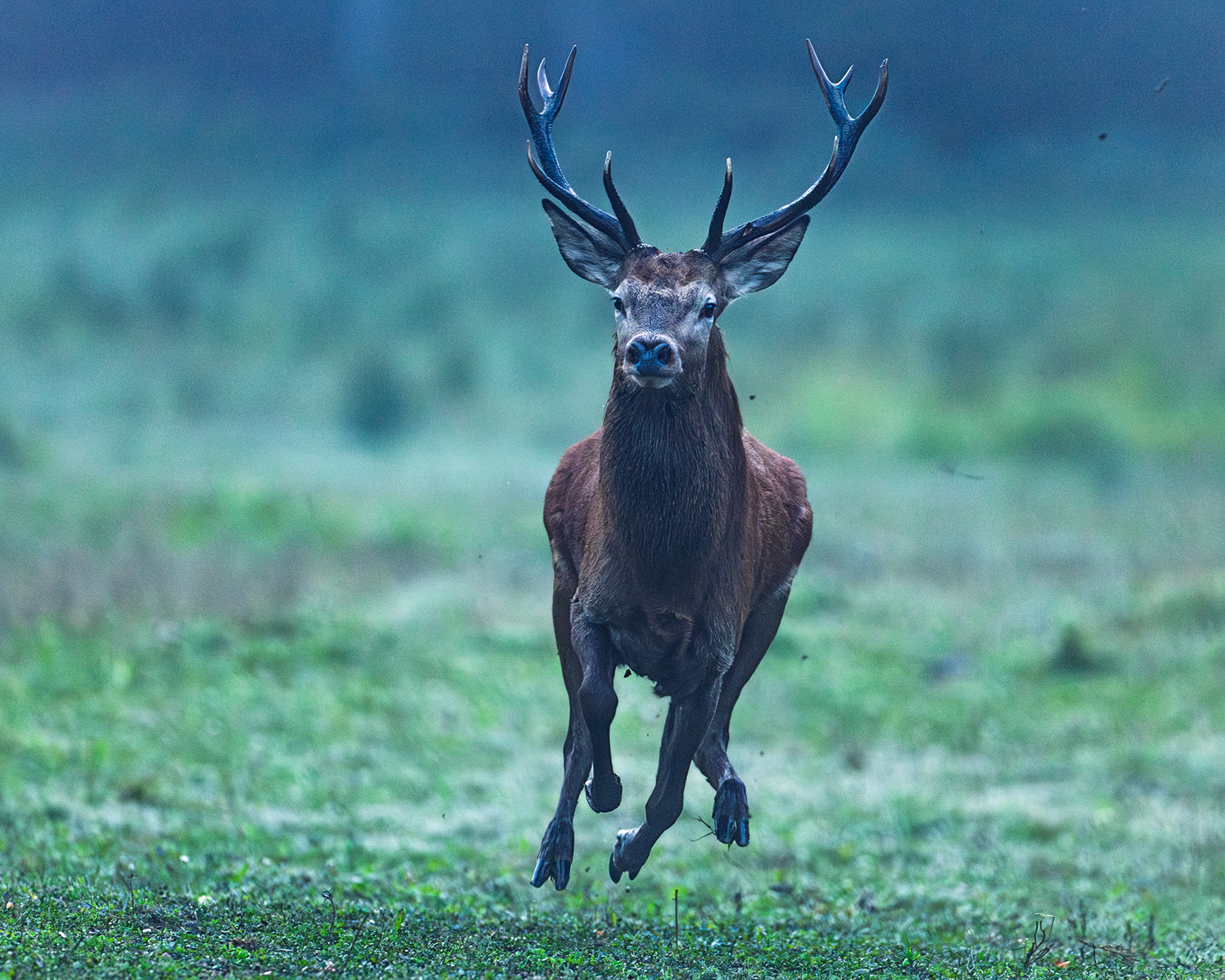Red deer
