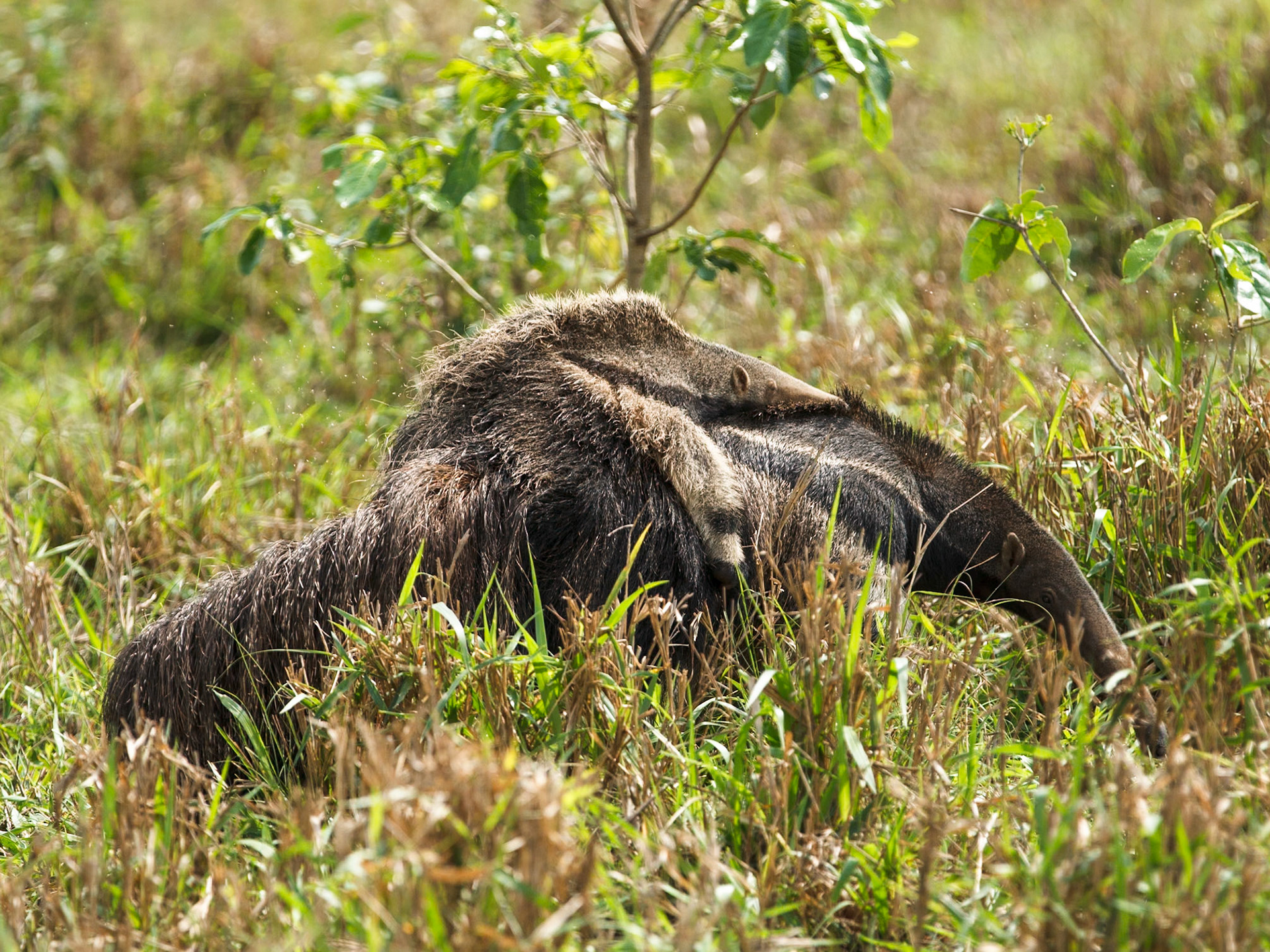 Giant Anteater