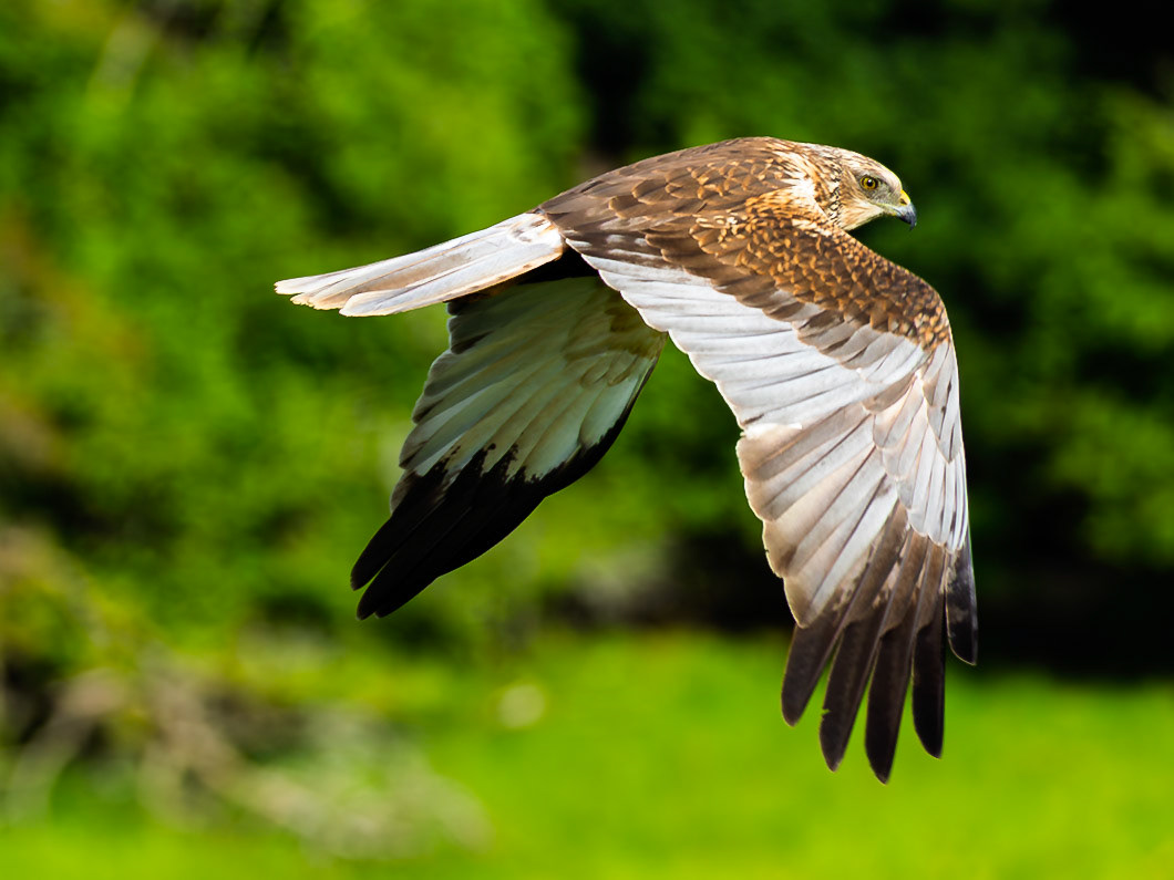 Western marsh harrier
