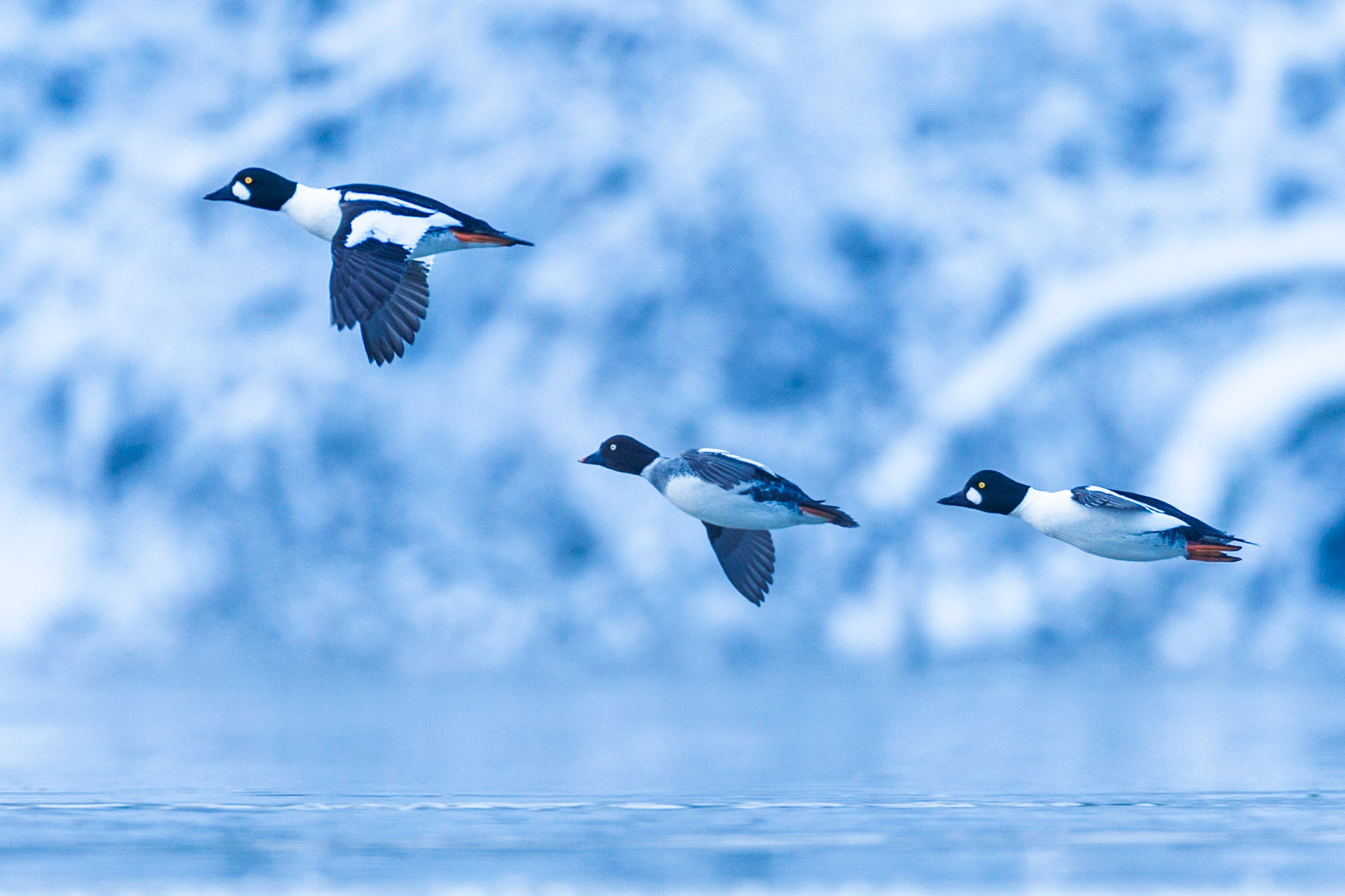 Common goldeneye