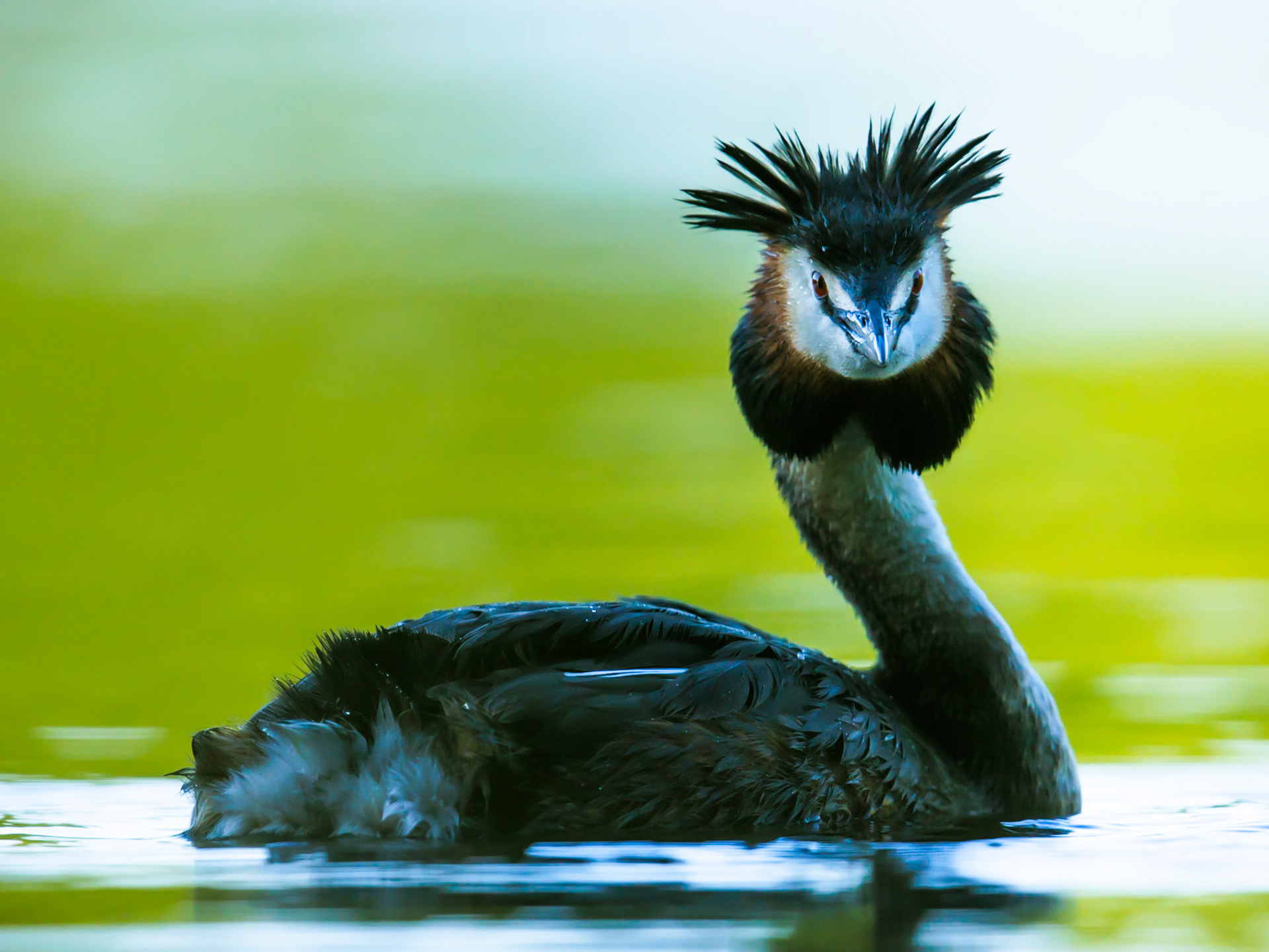 Great Crested Grebe