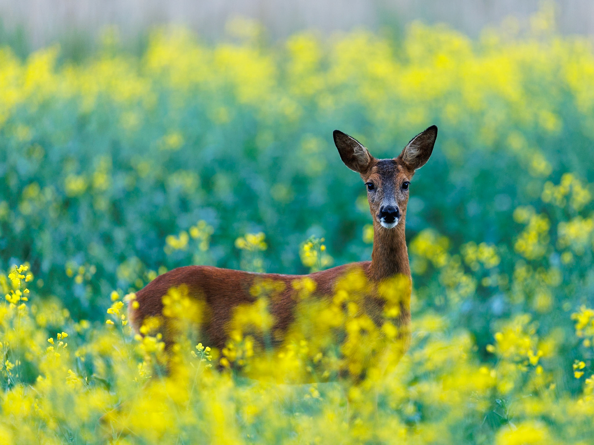 Roe deer
