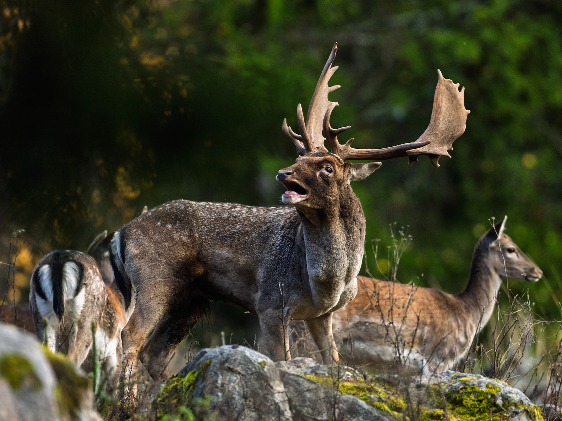 Fallow deer