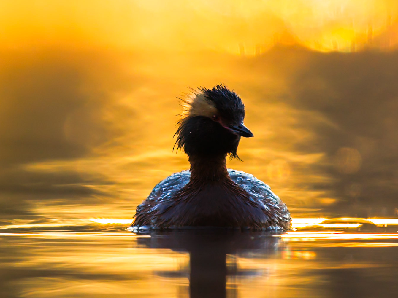 Slavonian Grebe
