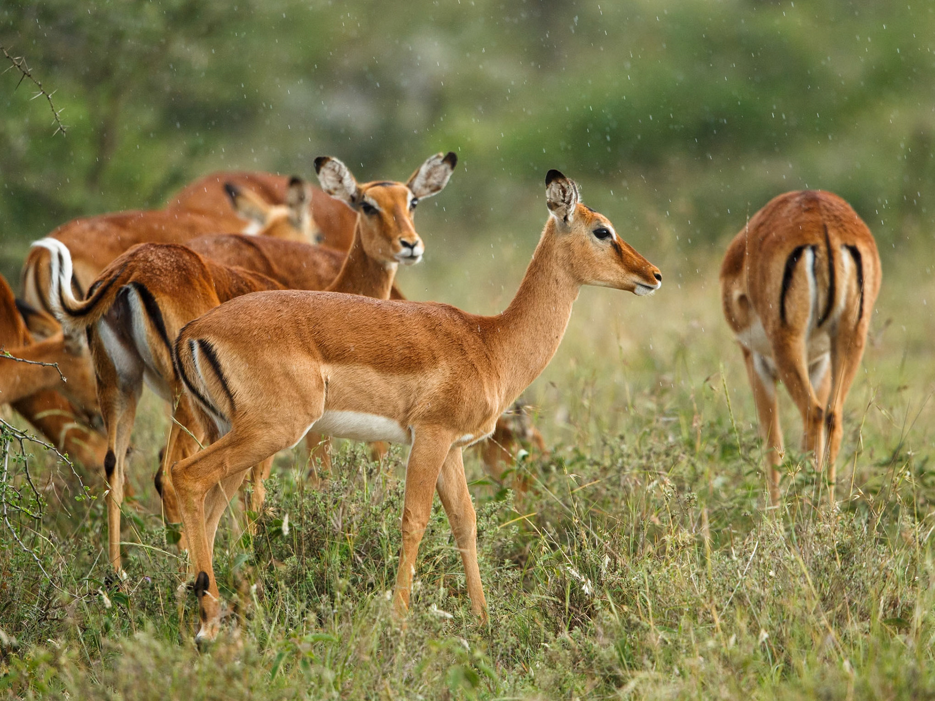 Impala in Masai Mara 2014