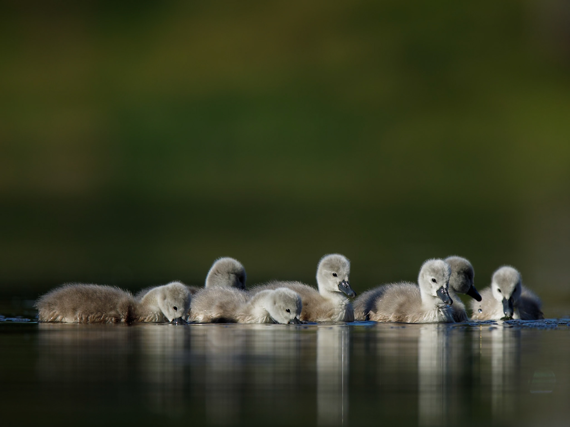 Mute Swan