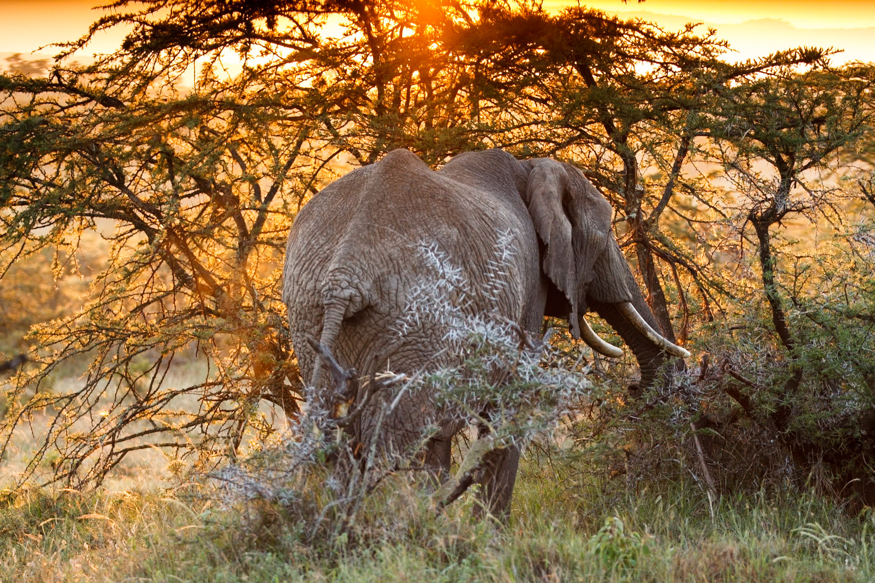 Savanna Elephant in Masai Mara 2014