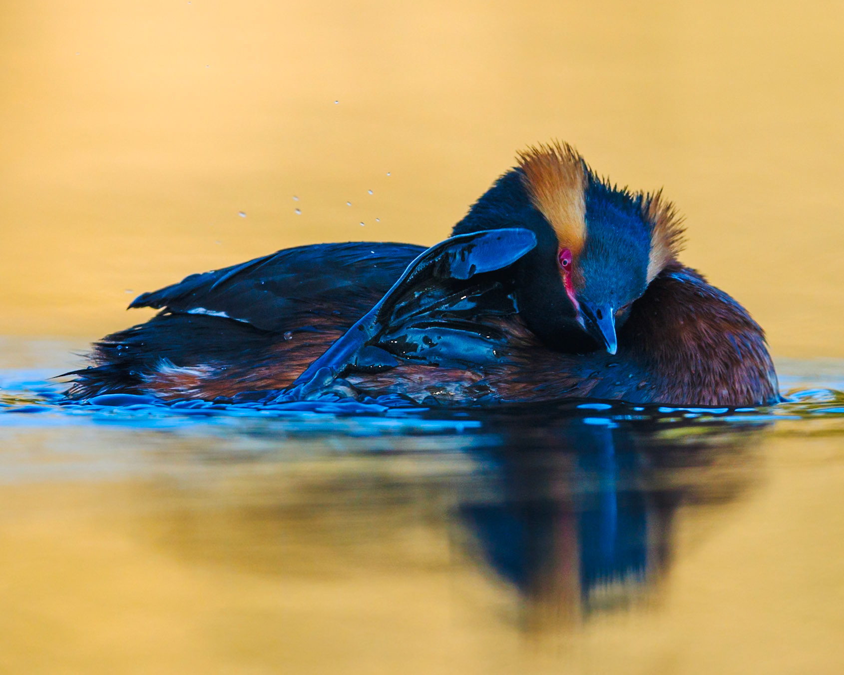 Slavonian Grebe