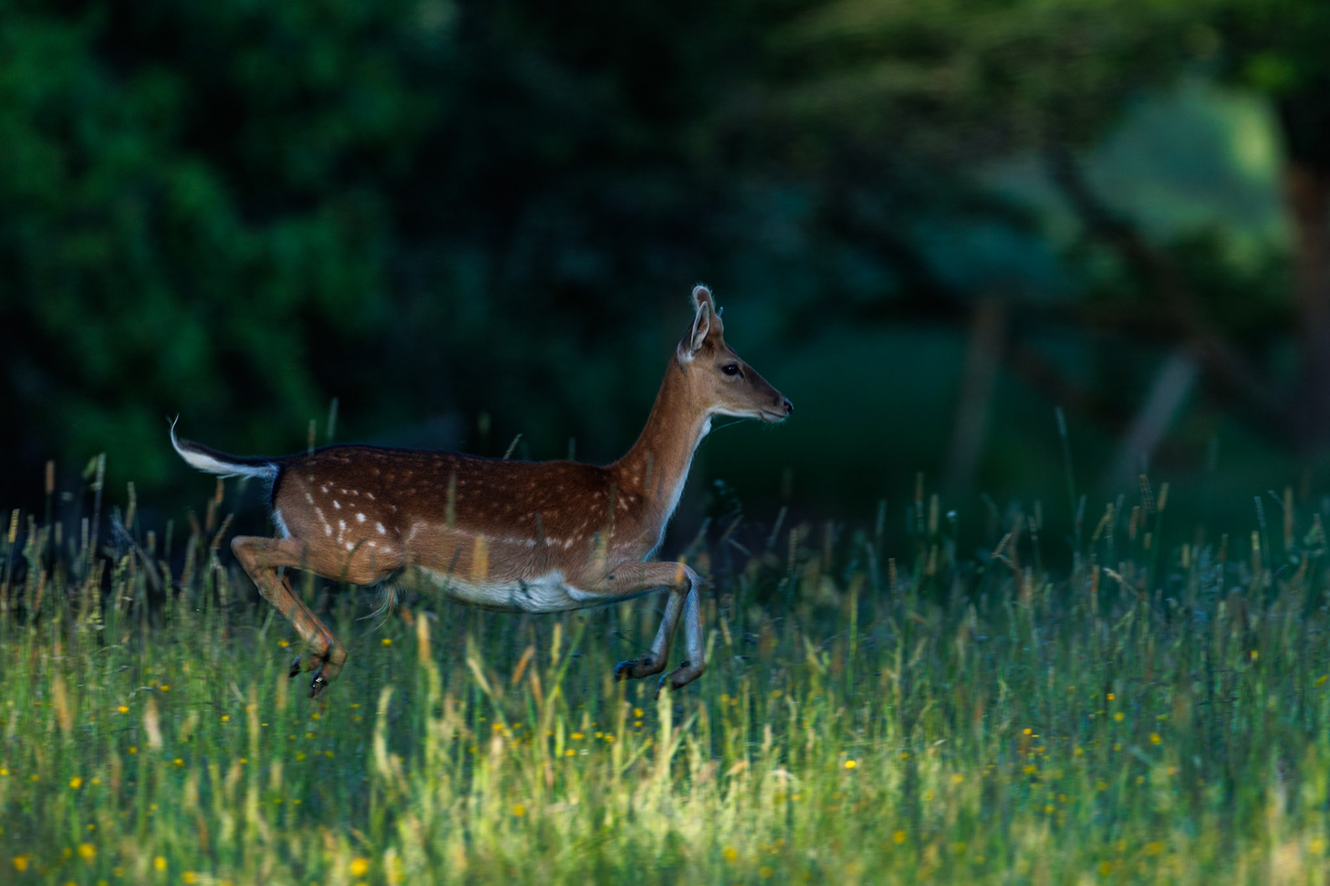 Fallow deer