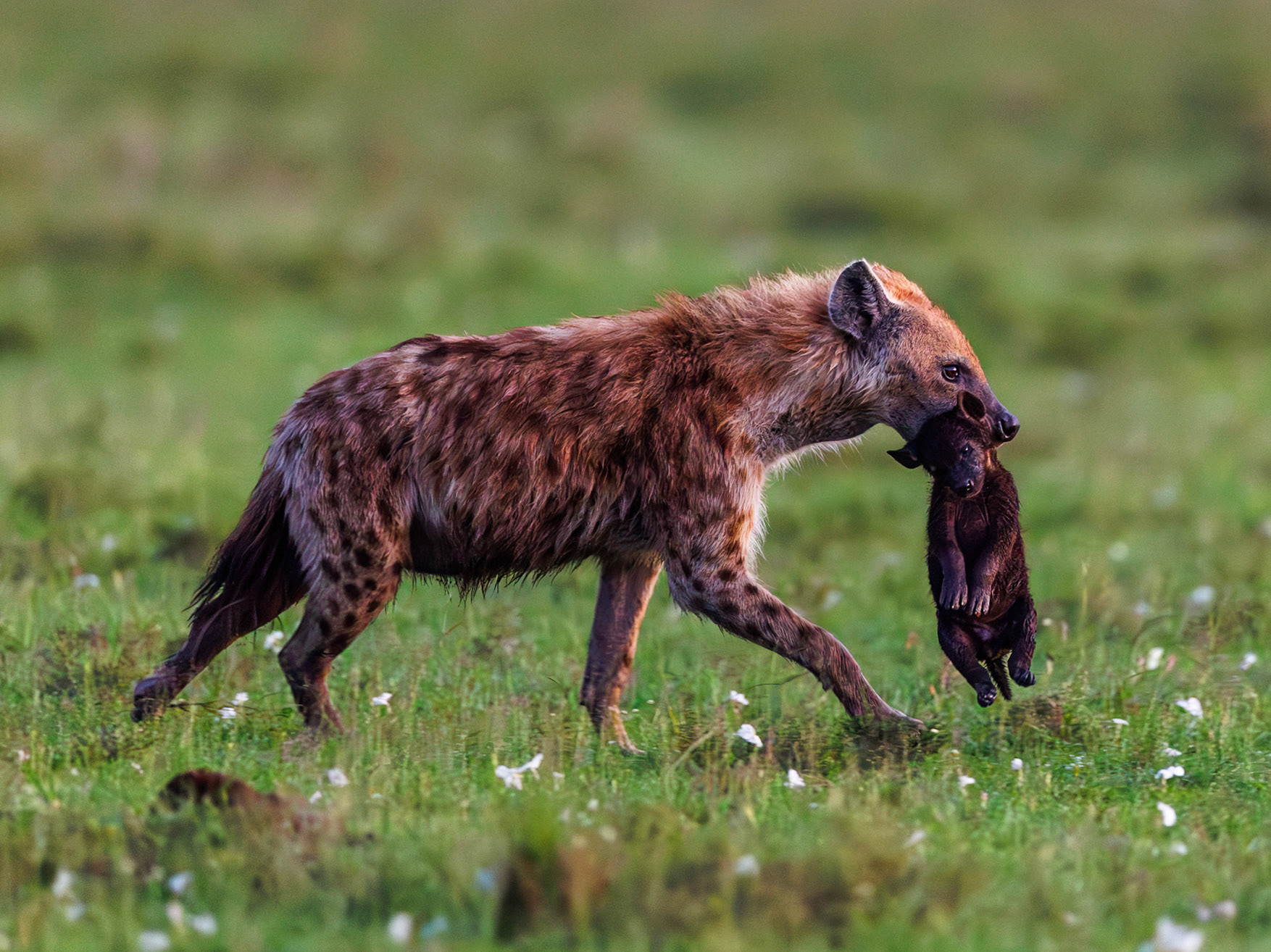 Spotted hyena in Masai Mara 2026