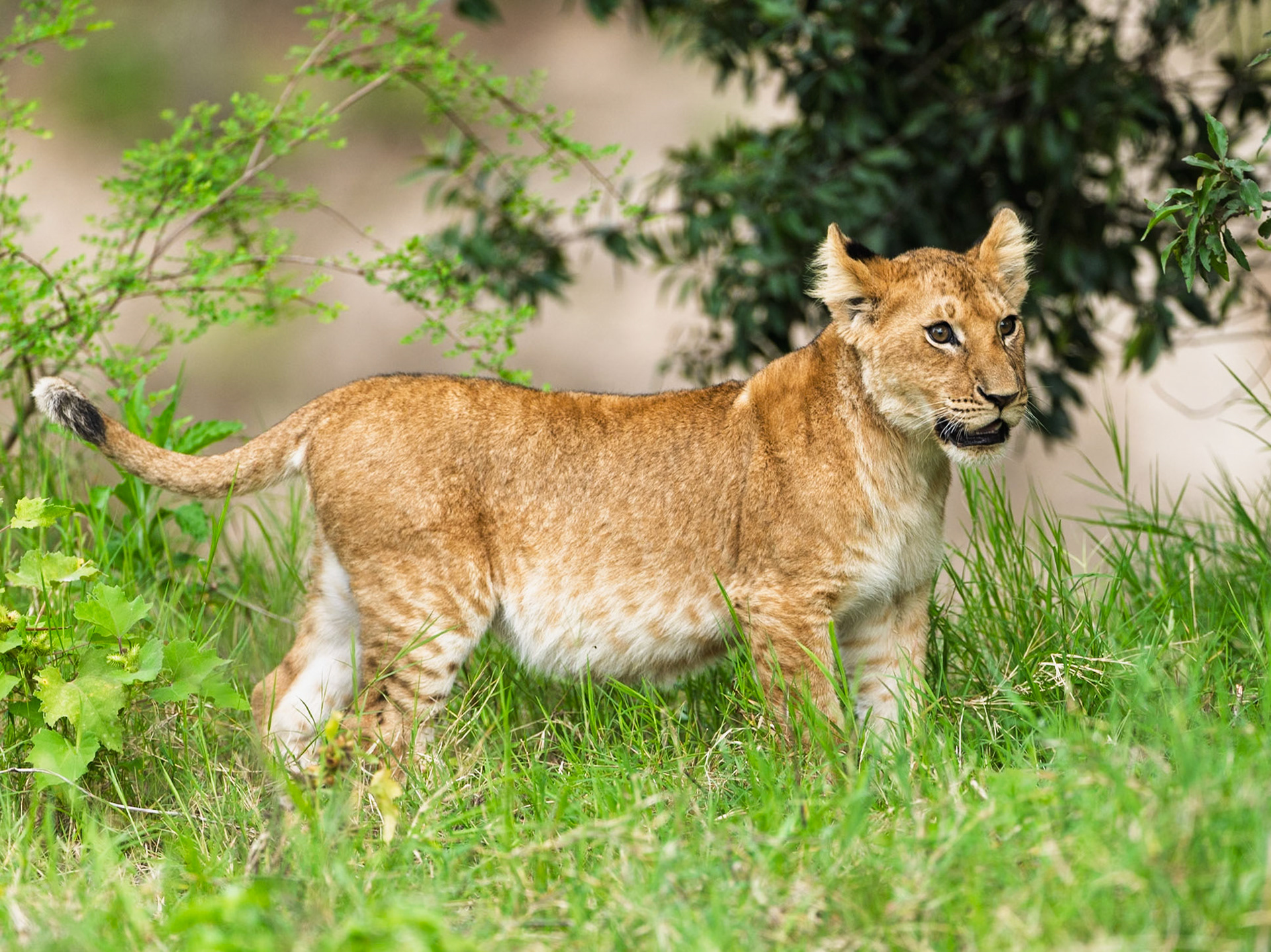 Lion in Masai Mara 2026