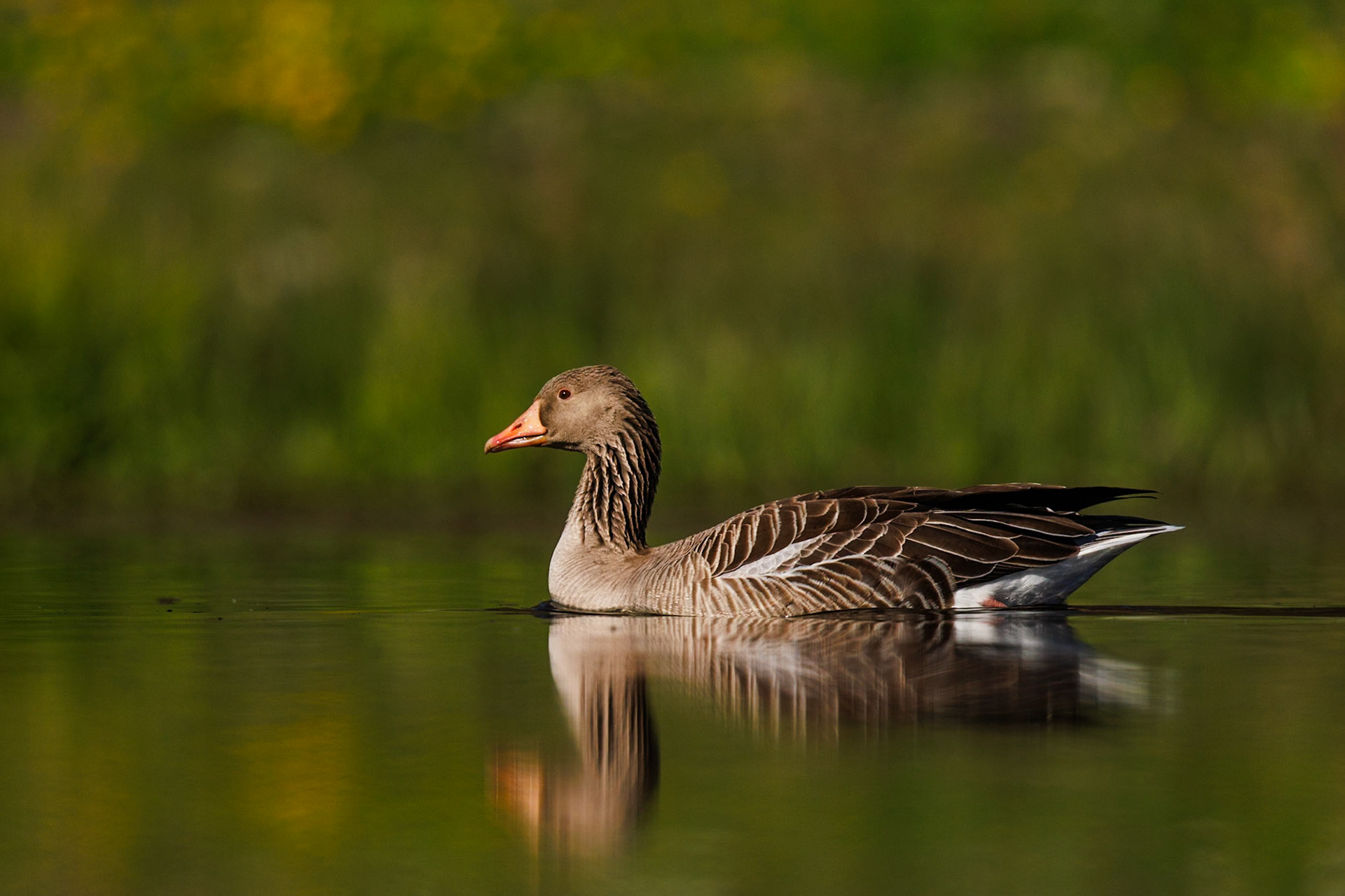 Greylag Goose