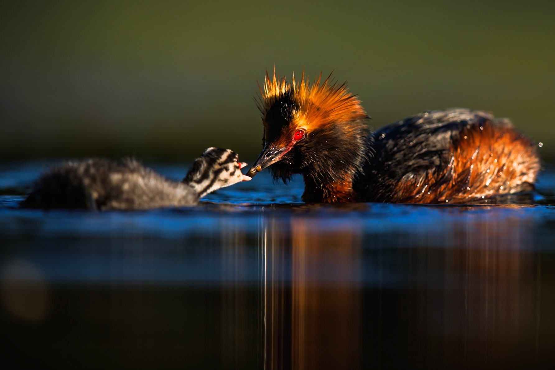 Slavonian Grebe