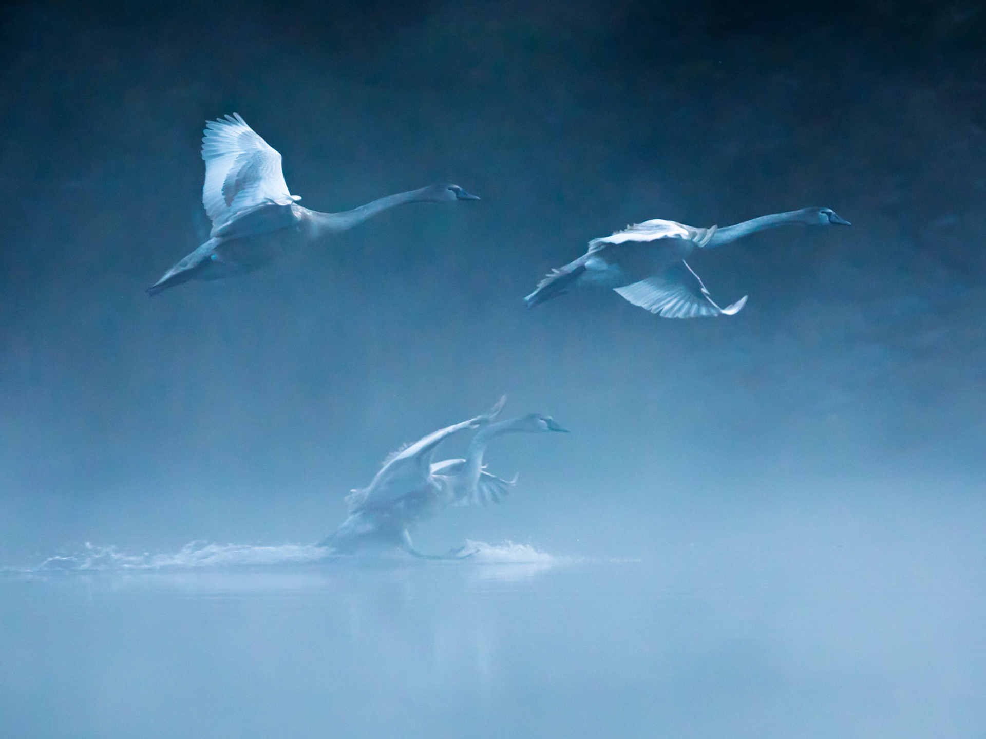 Mute Swan