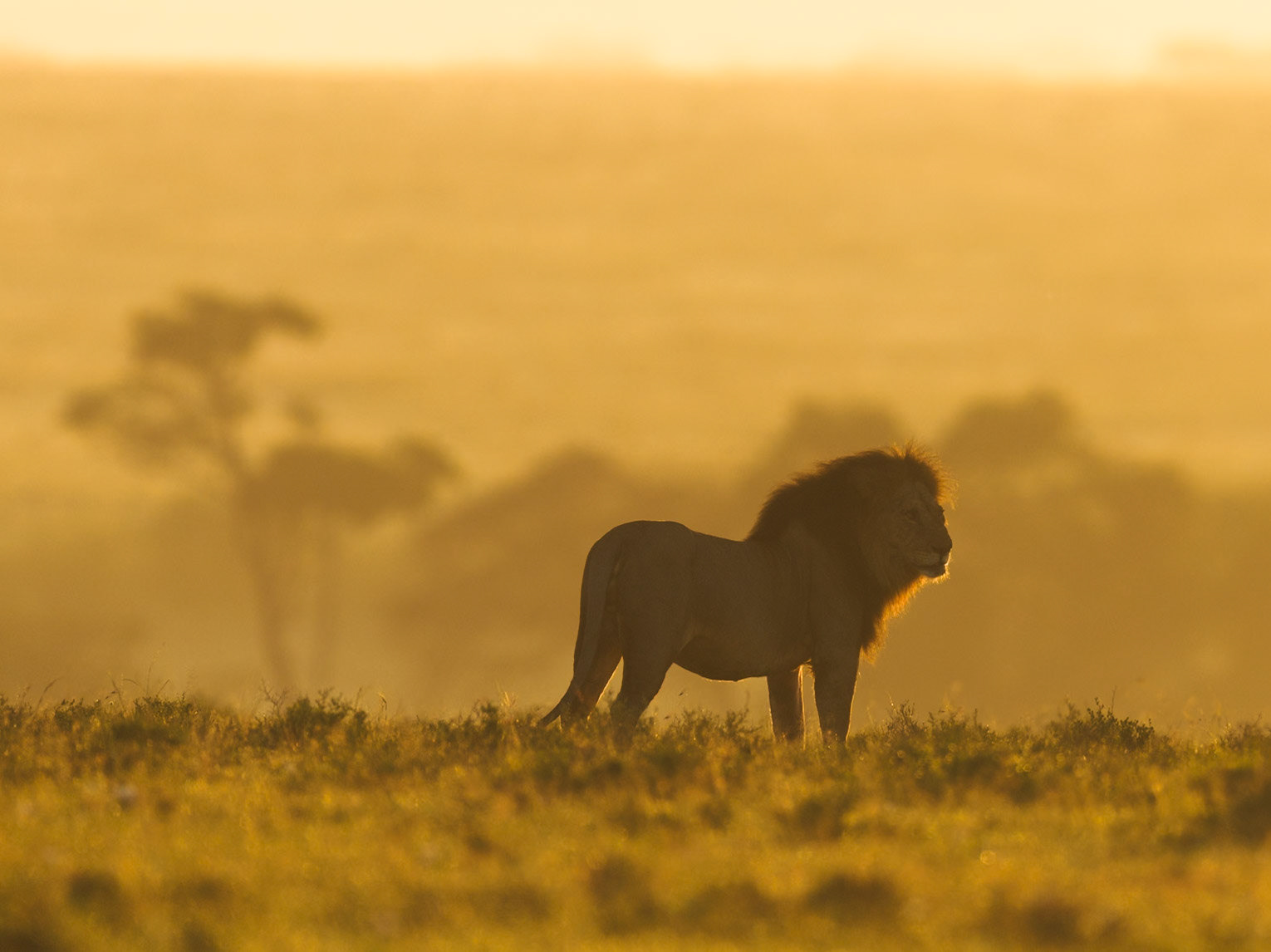 Lion in Masai Mara 2026
