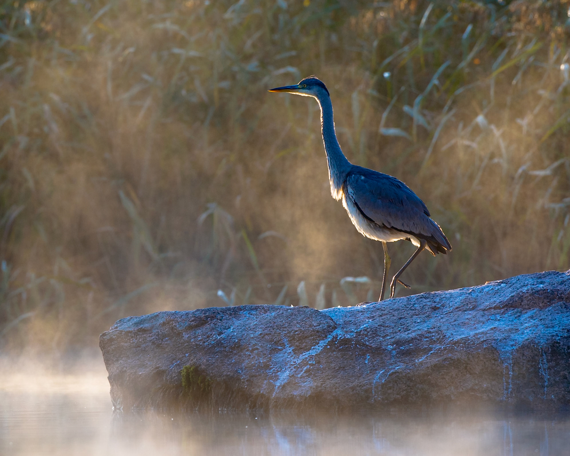 Grey Heron