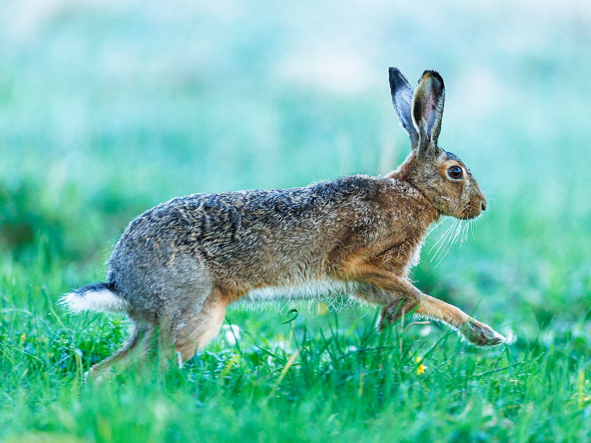 European Hare
