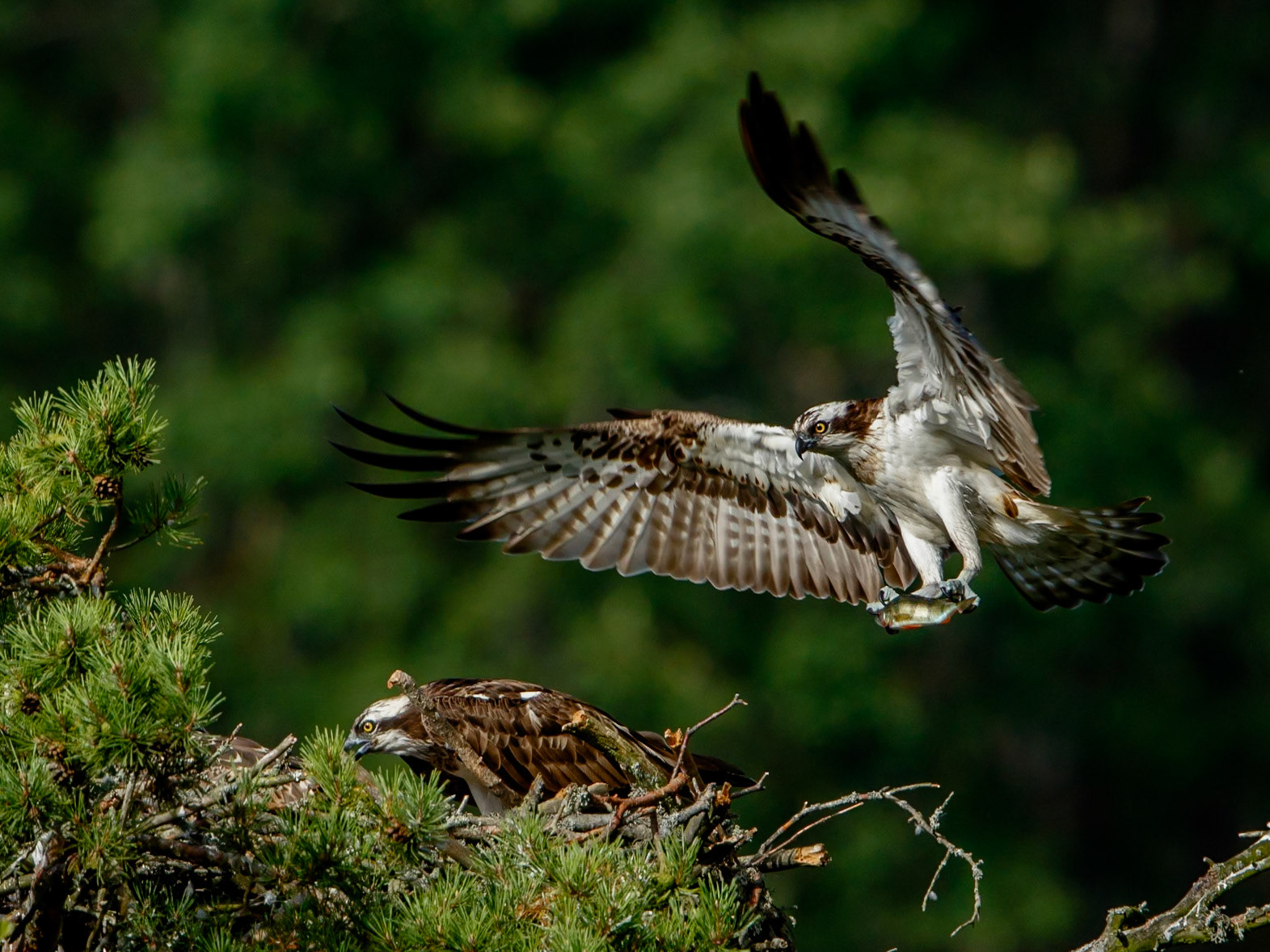 Osprey