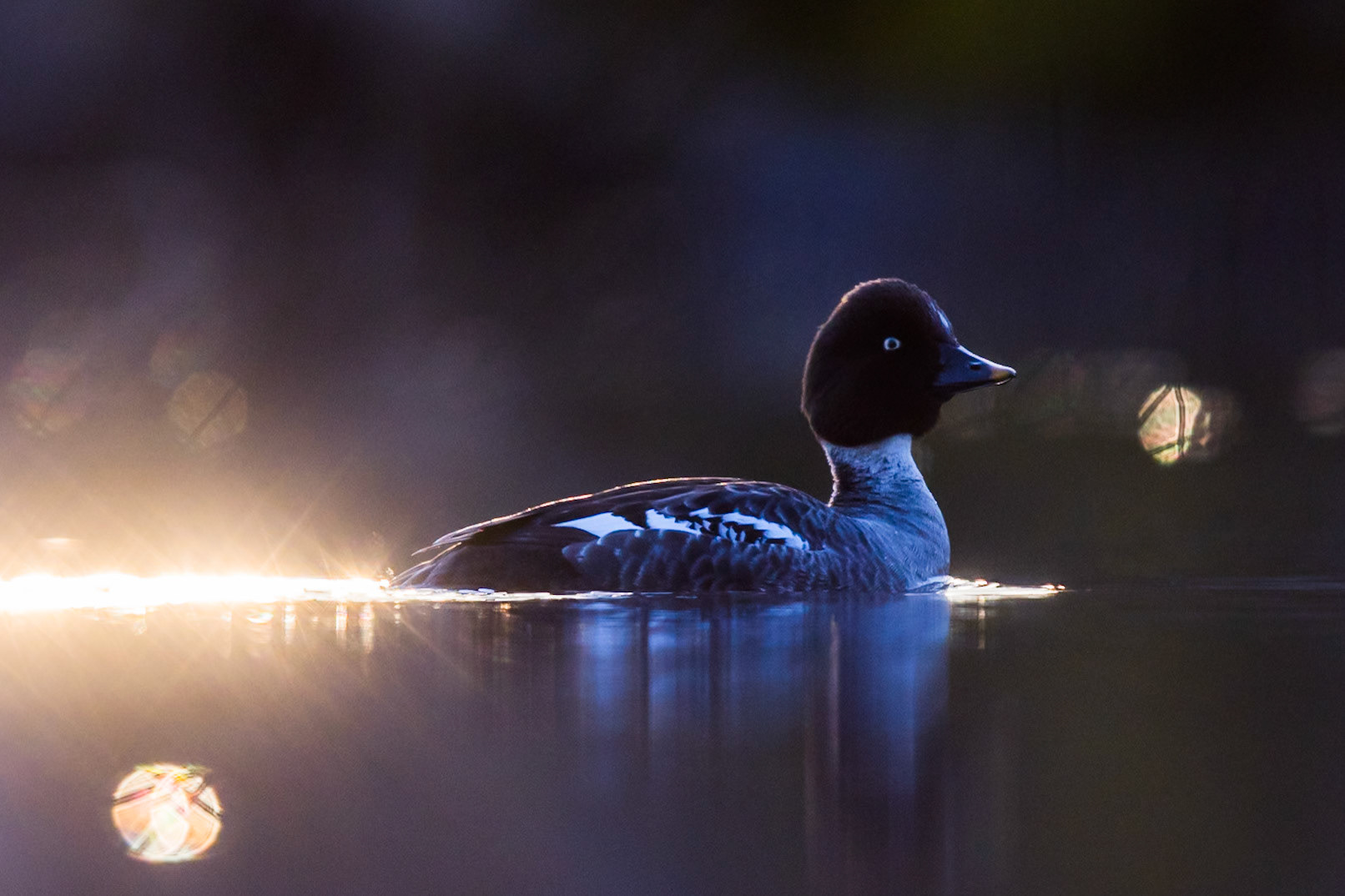 Common Goldeneye