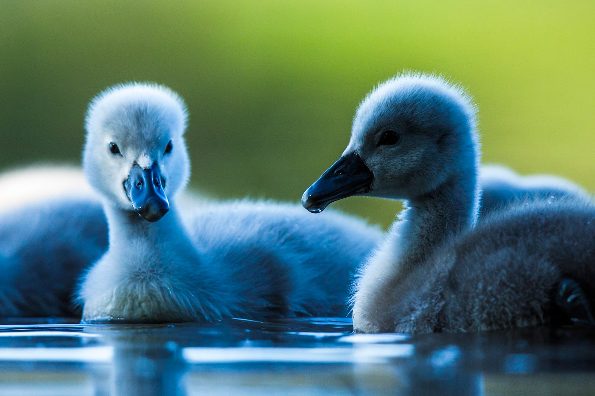 Mute Swan