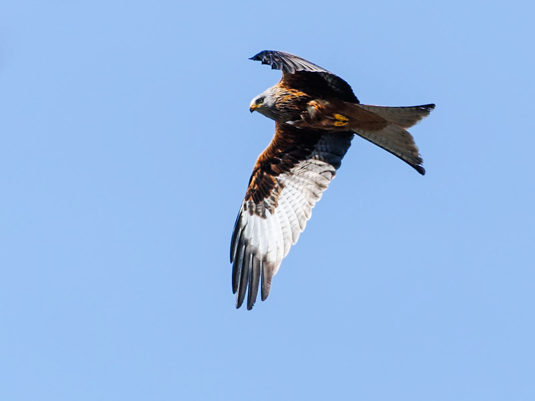 Red Kite