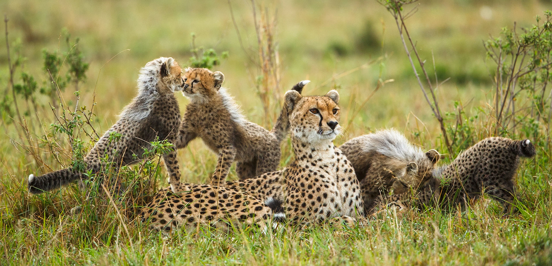 Cheetah in Masai Mara 2014