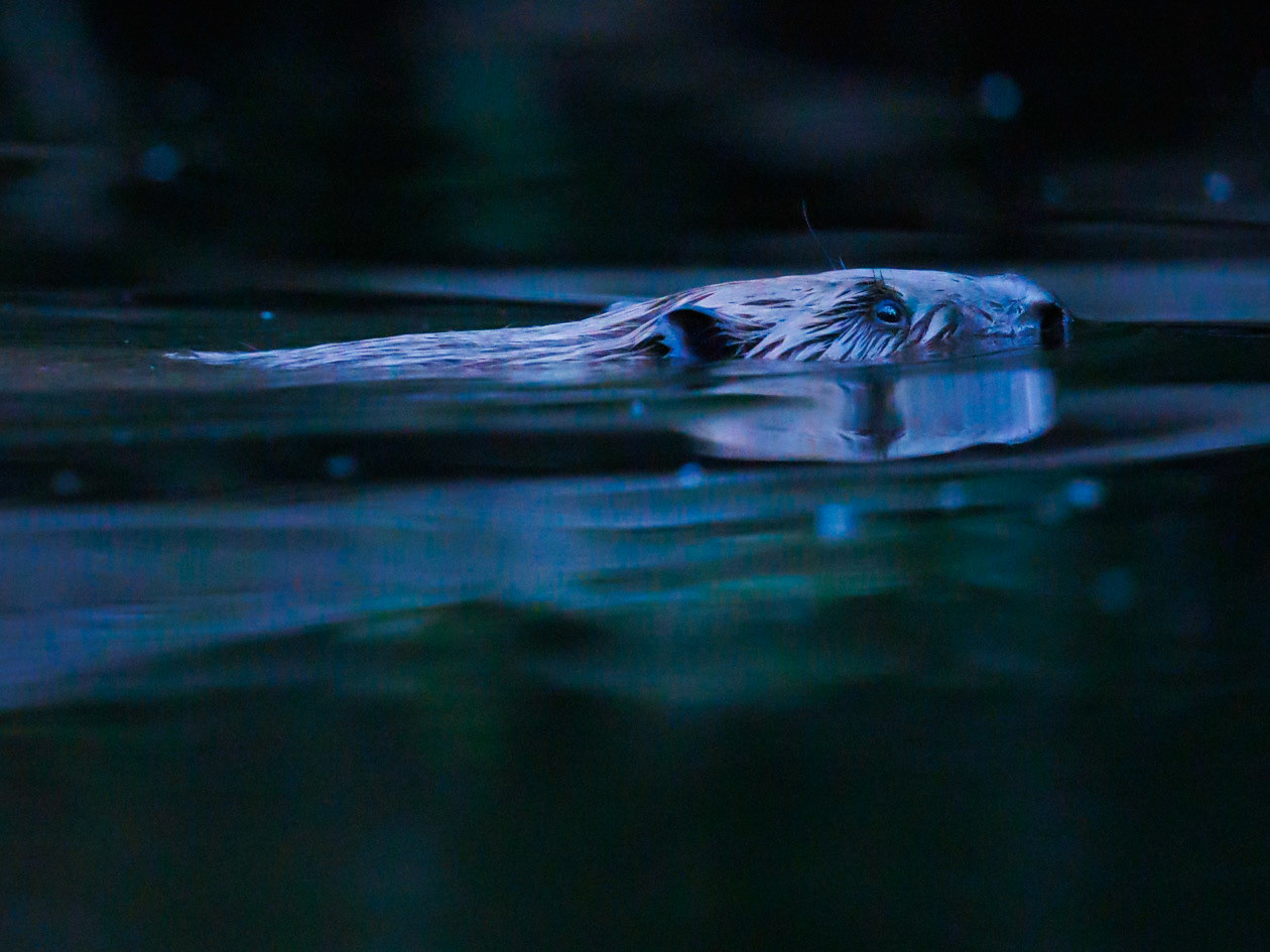 Beaver