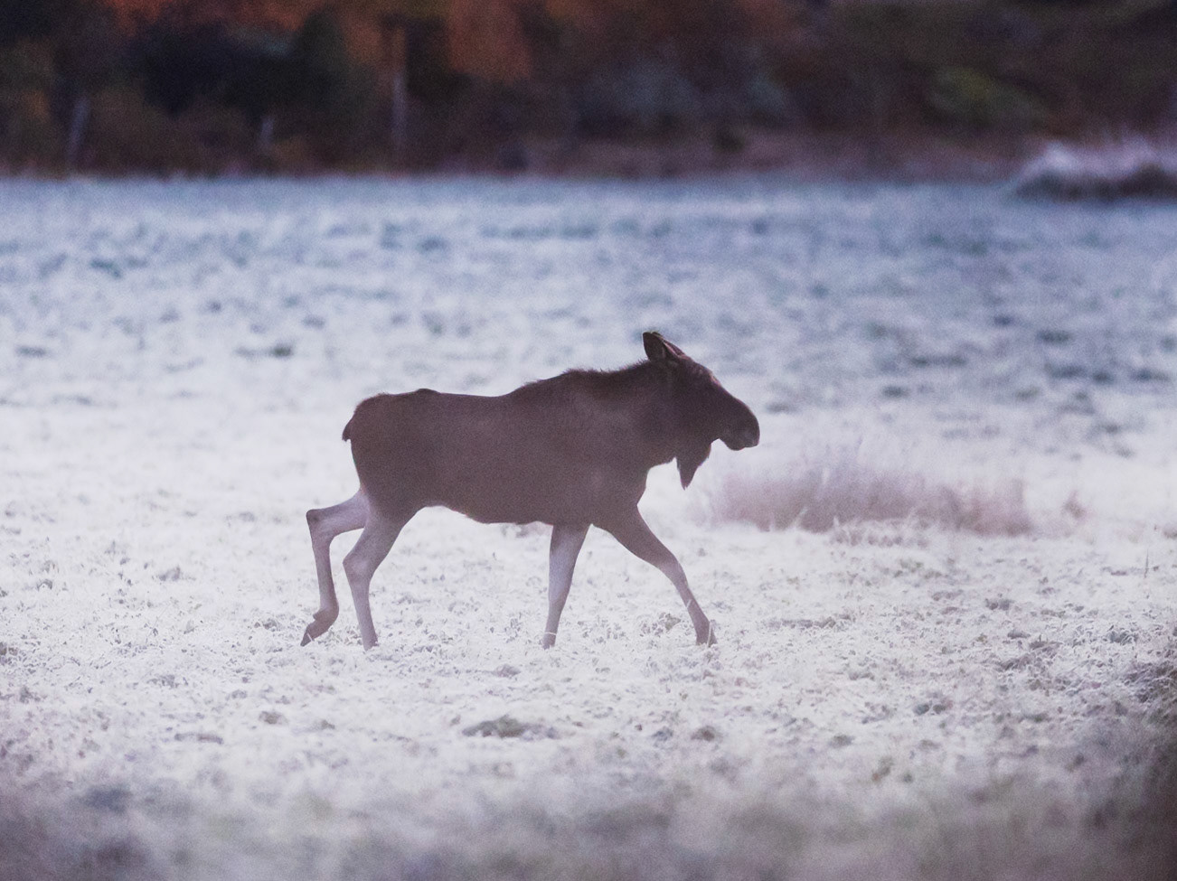 Moose