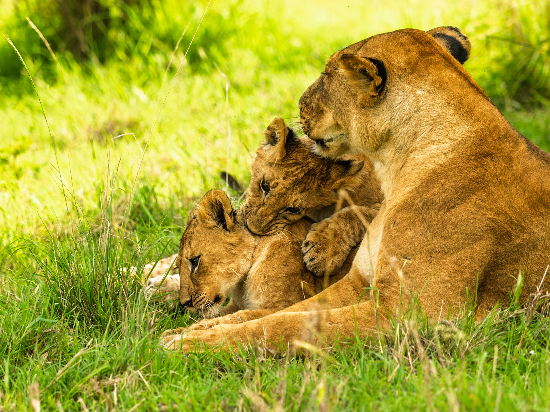 Lions in Masai Mara 2026