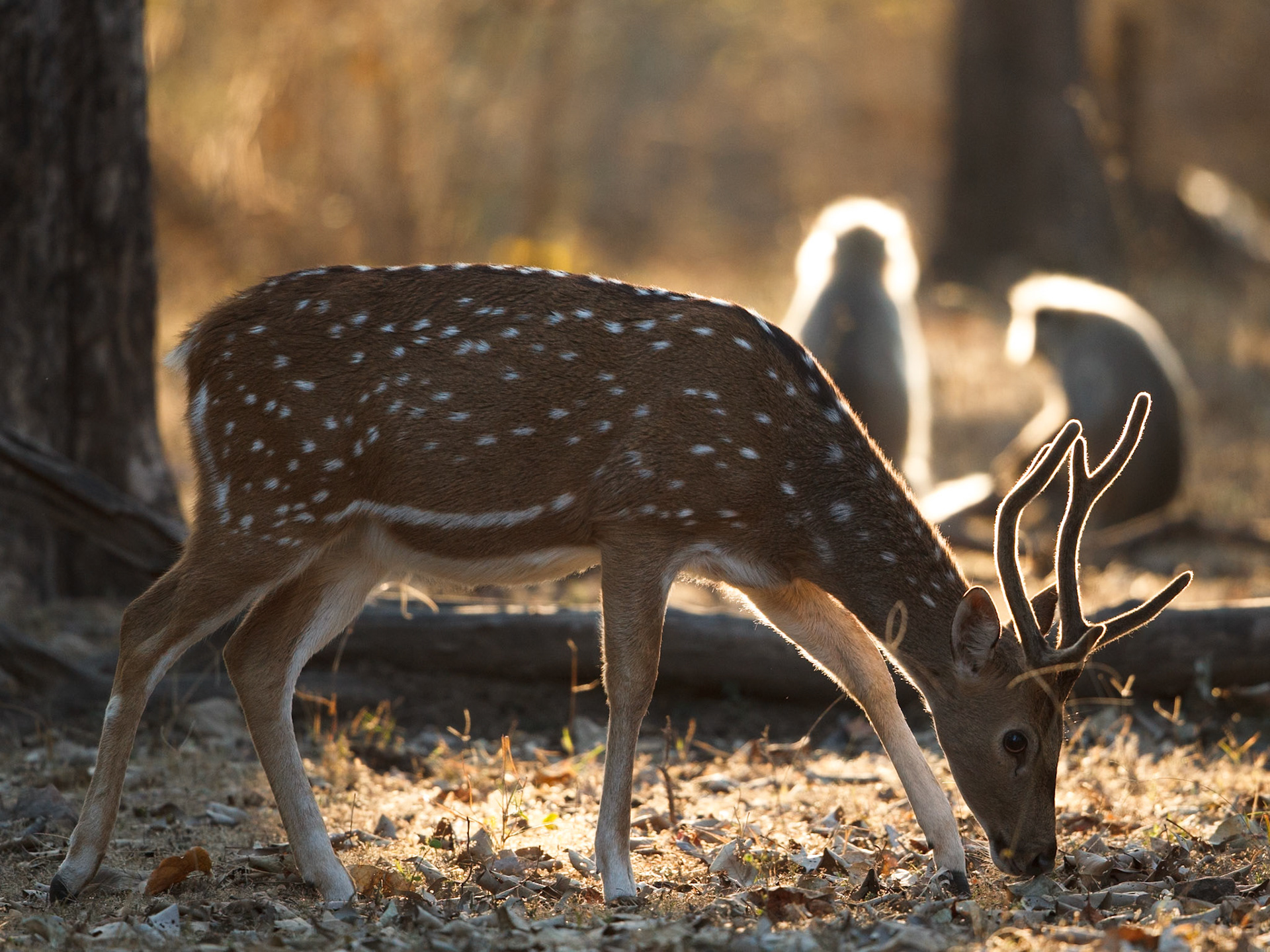 Spotted Deer