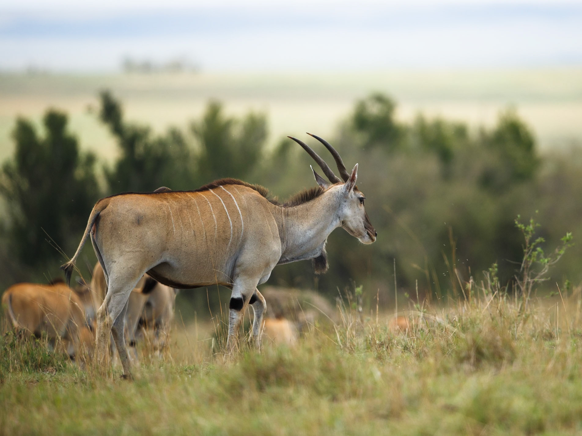 Common Eland in Masai Mara 2014